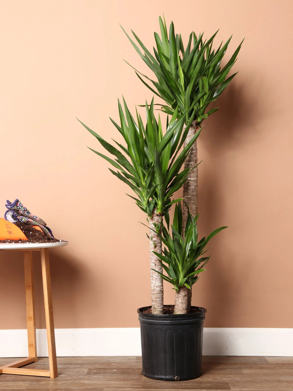 Extra Large Yucca Cane