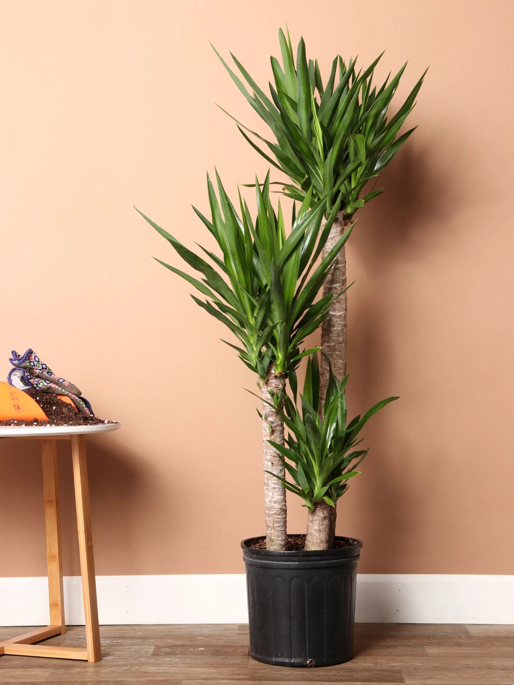 Extra Large Yucca Cane