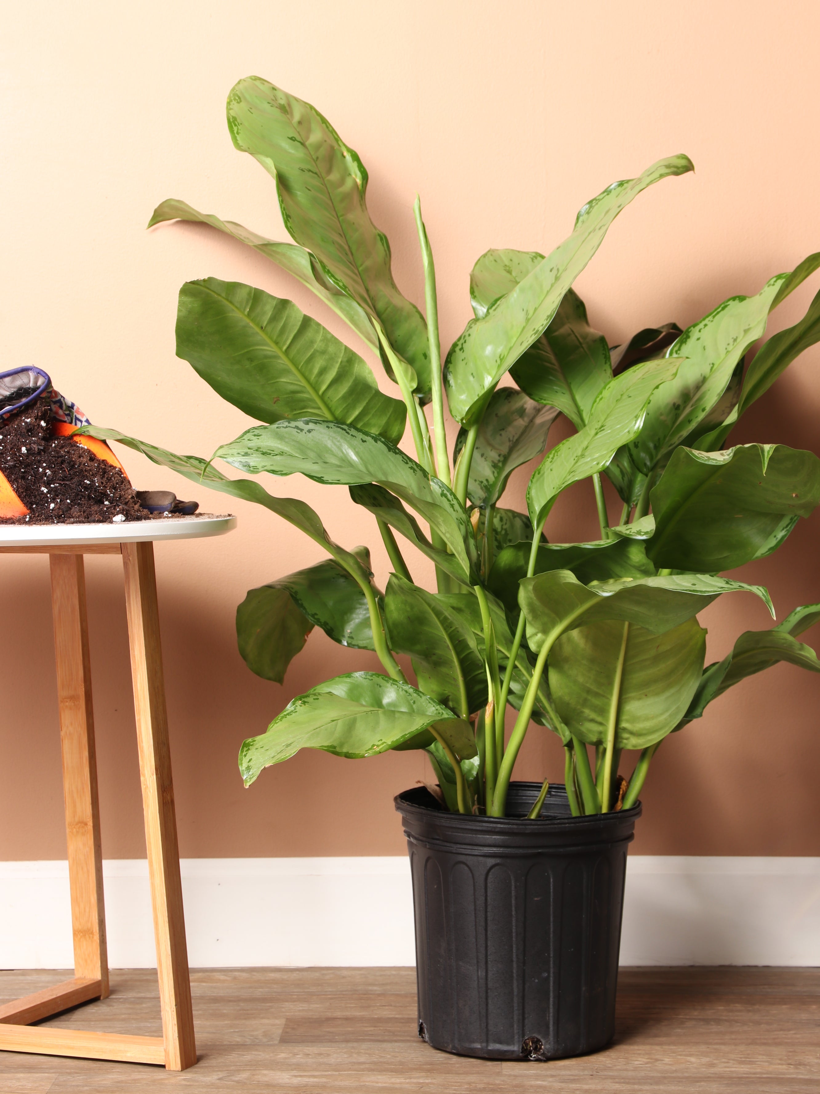 Large Chinese Evergreen 'Silver Bay'