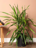 Large Dracaena Deremensis 'Rikki'