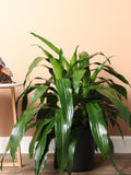 Large Dracaena Janet Craig
