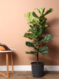 Extra Large Fiddle Leaf Fig Pole