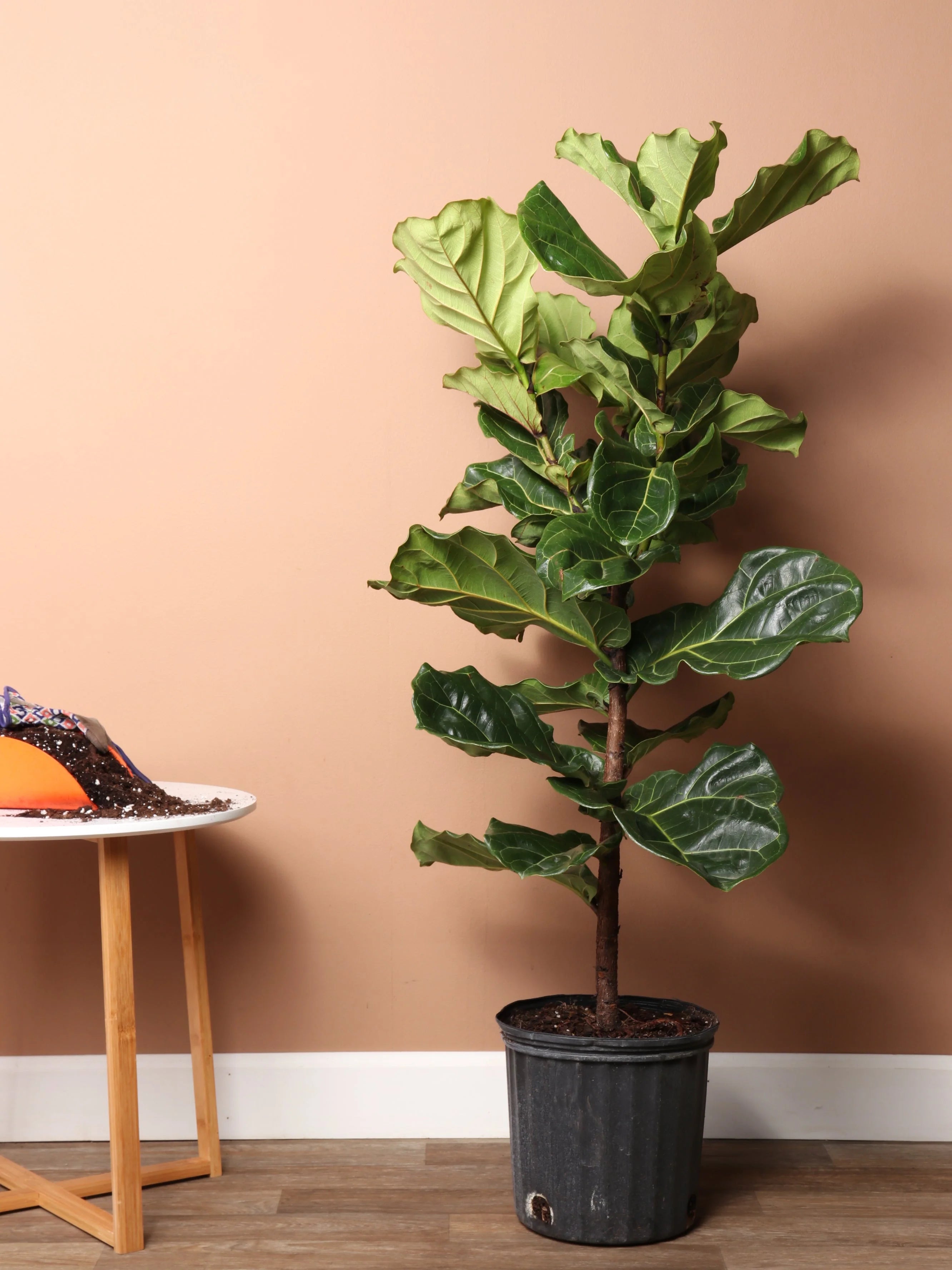 Extra Large Fiddle Leaf Fig Pole