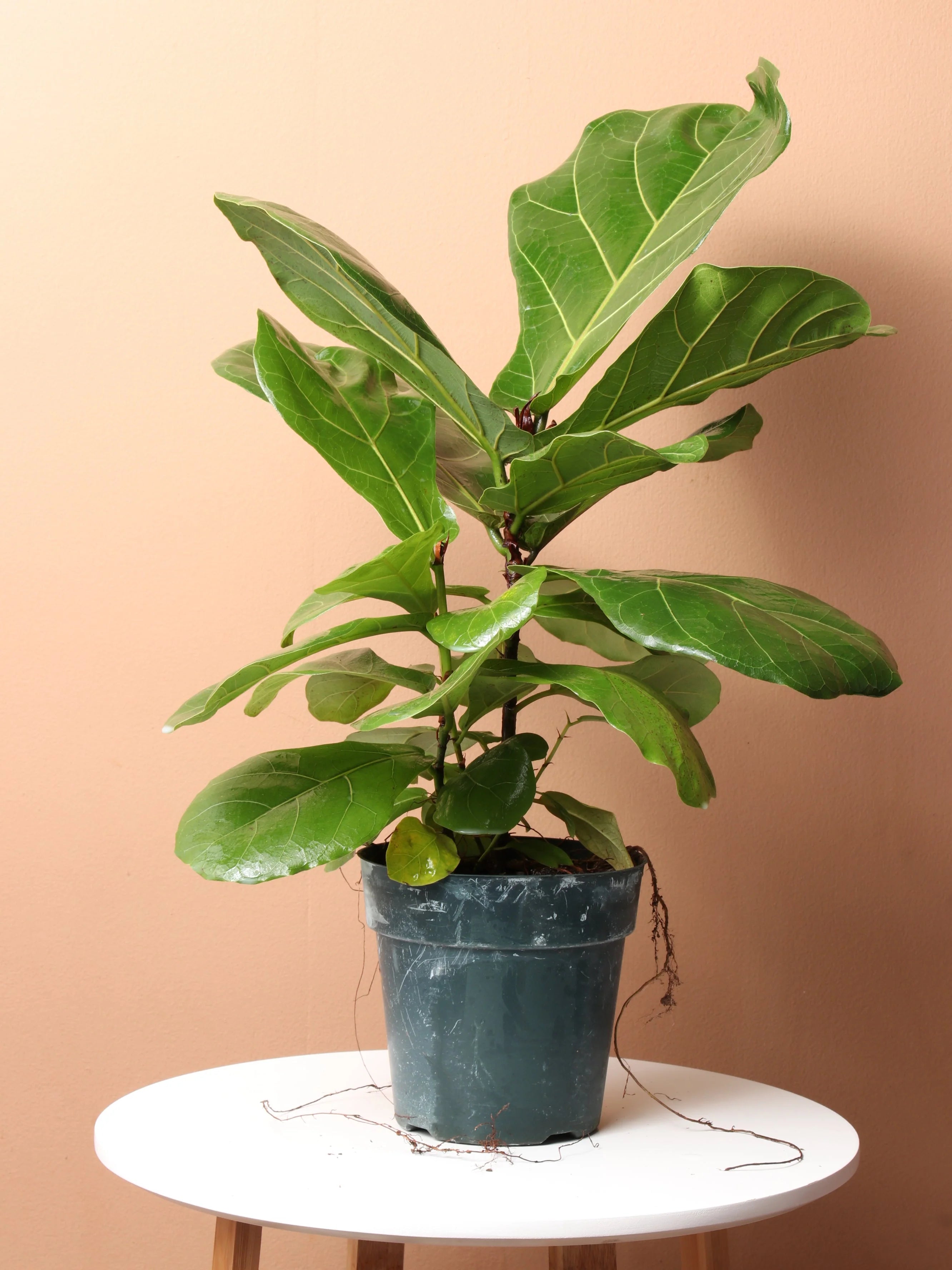 Medium Fiddle Leaf Fig