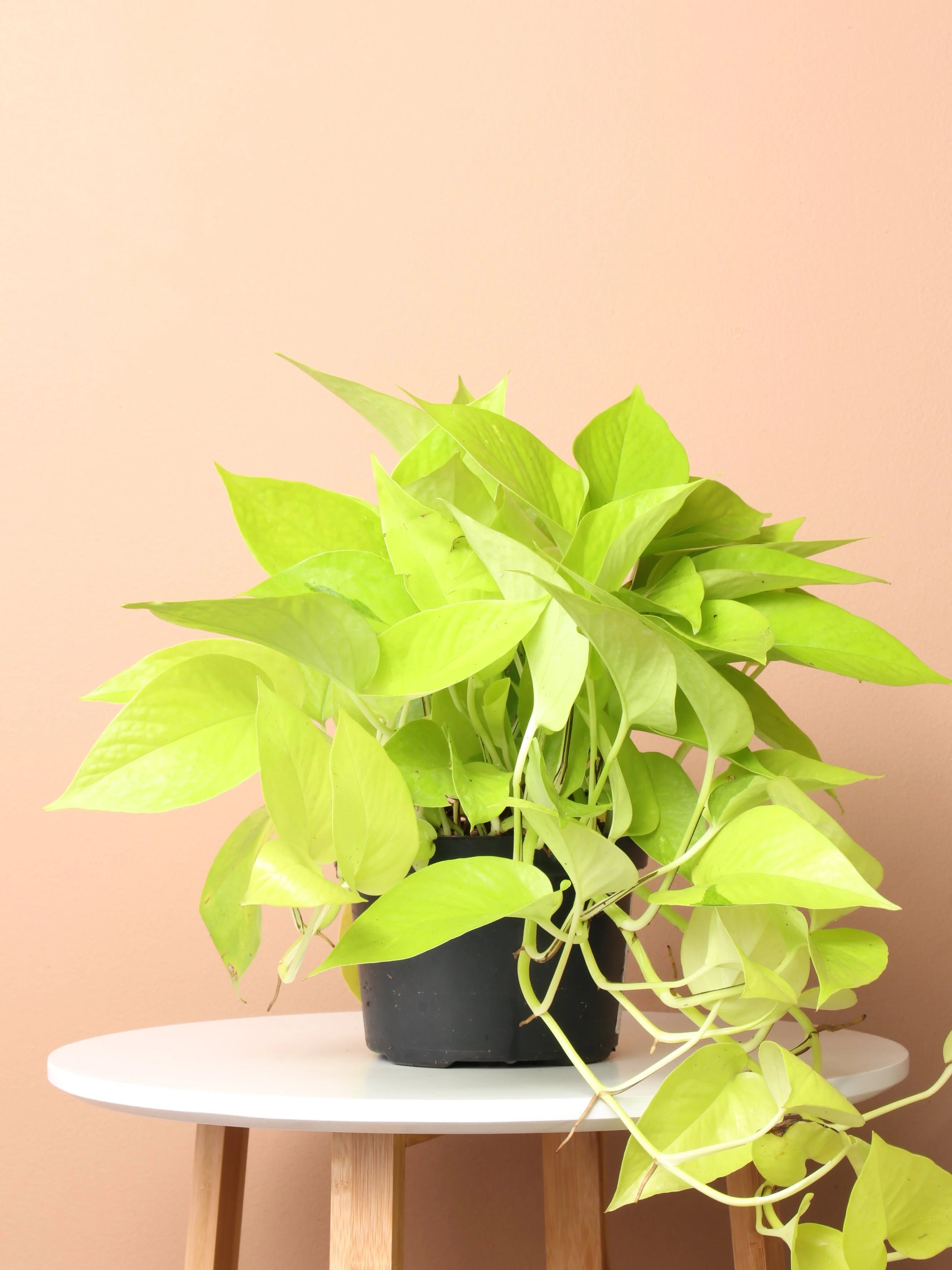 Medium Neon Pothos