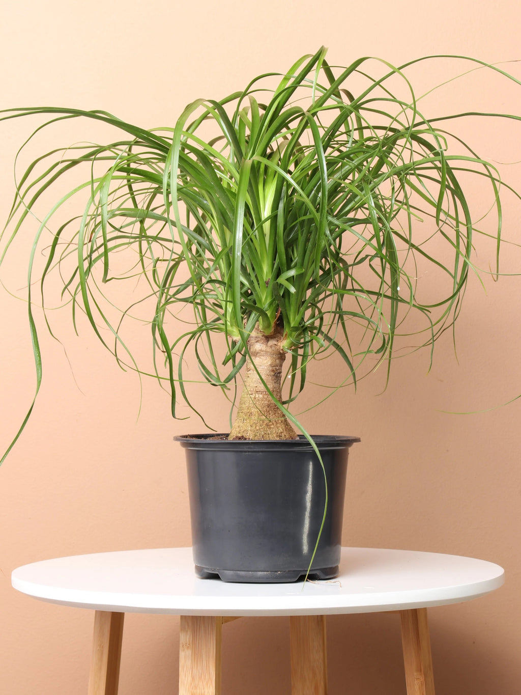 Medium Ponytail Palm