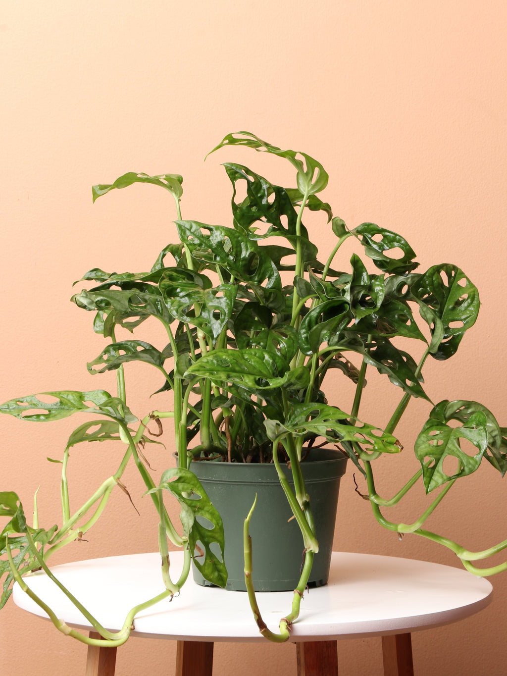 Medium Philodendron Adansonii (swiss cheese)