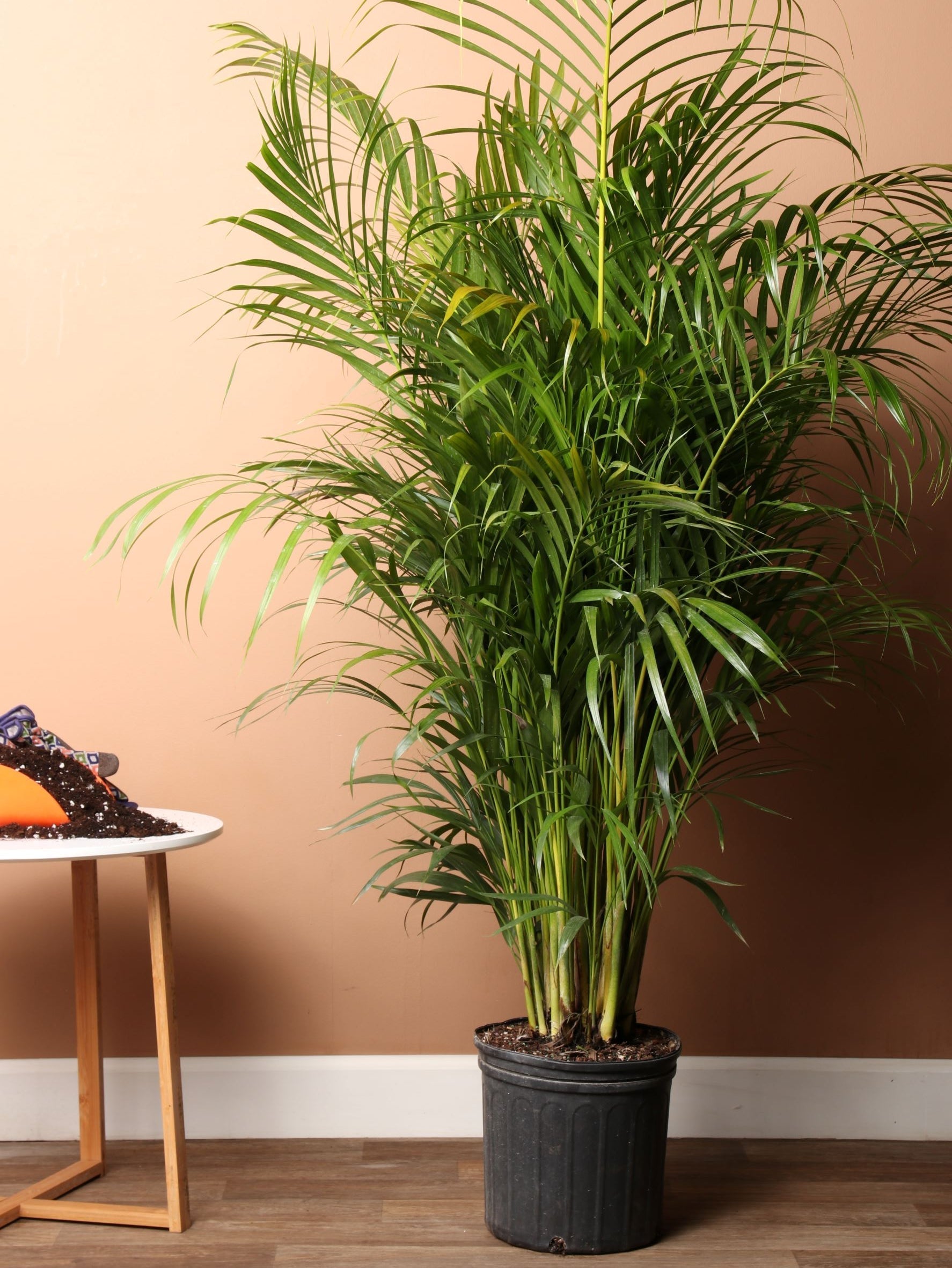 Extra Large Areca Palm