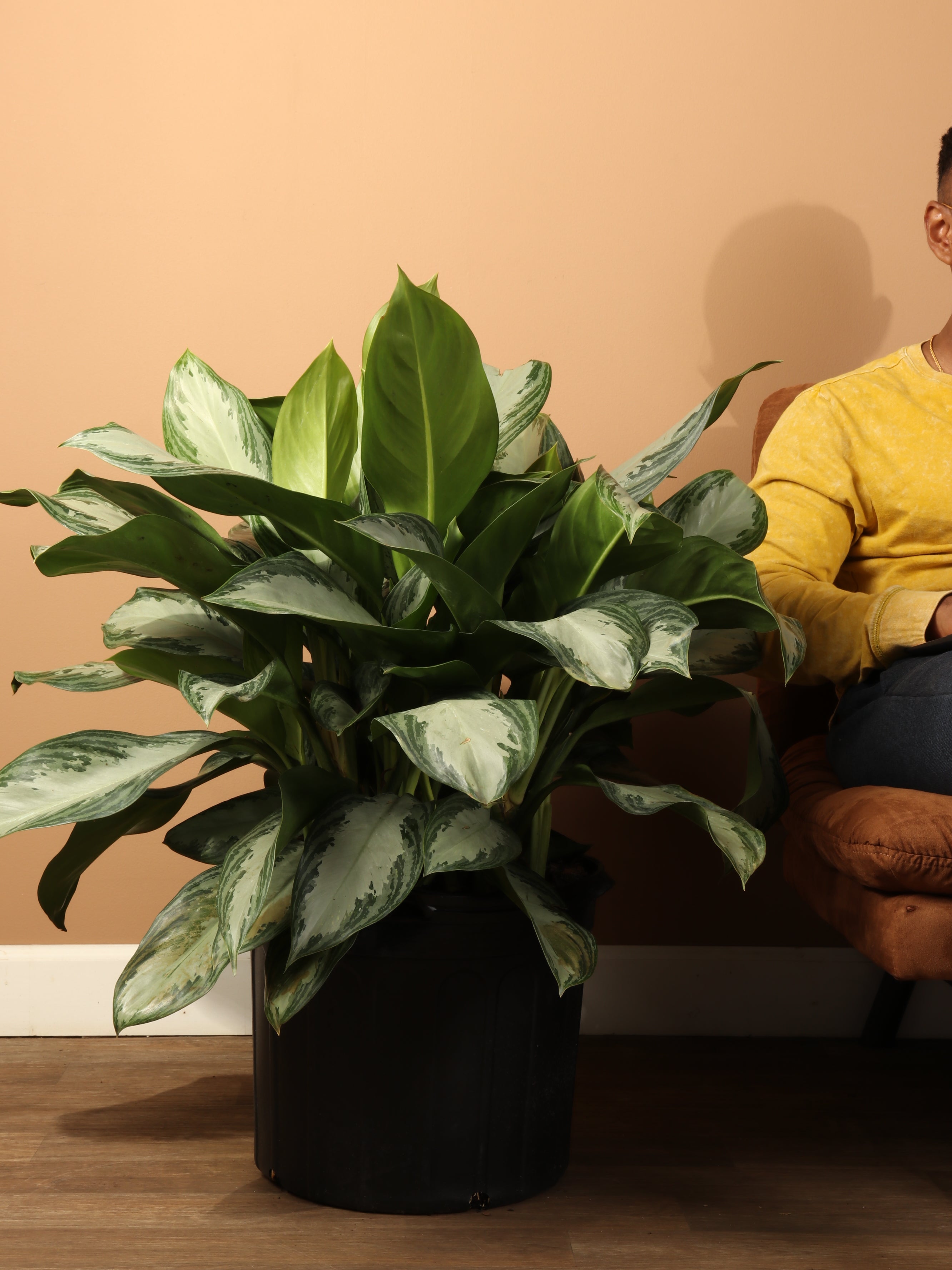 Full Size Aglonema 'silver Bay'