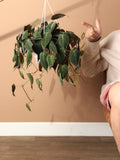 Hanging Philodendron Mican