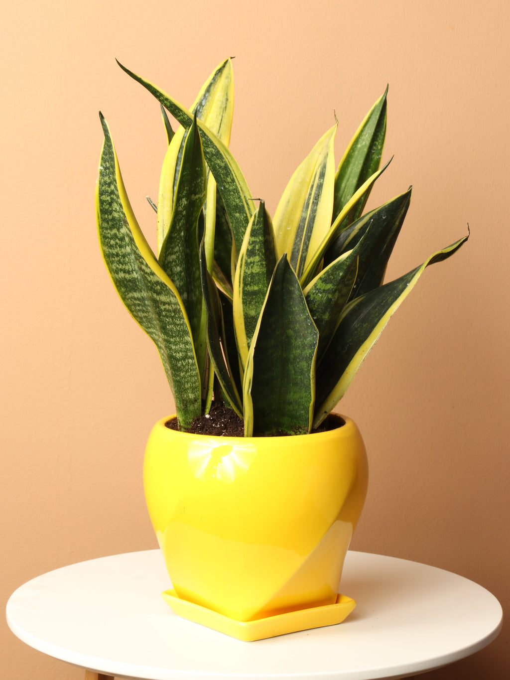 Medium Snake Plant Rubia