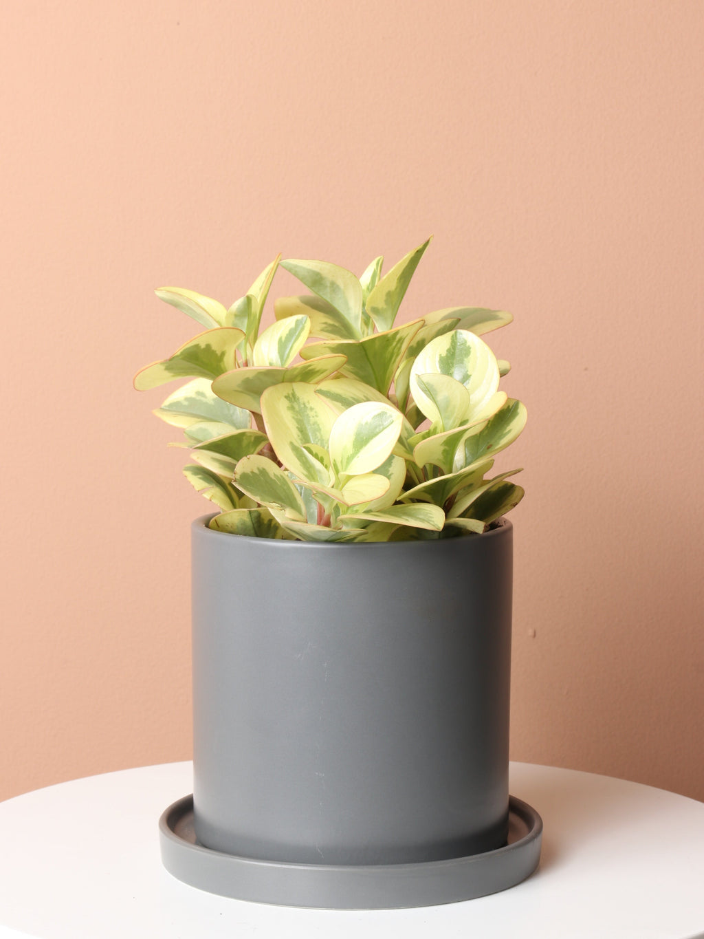 Medium Variegated Baby Rubber Plant