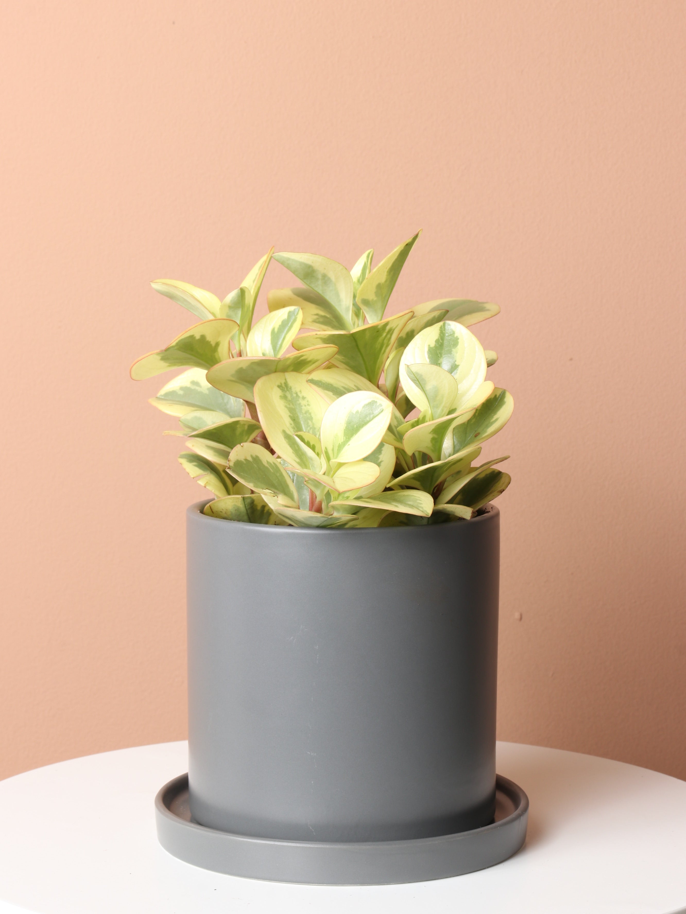 Medium Variegated Baby Rubber Plant