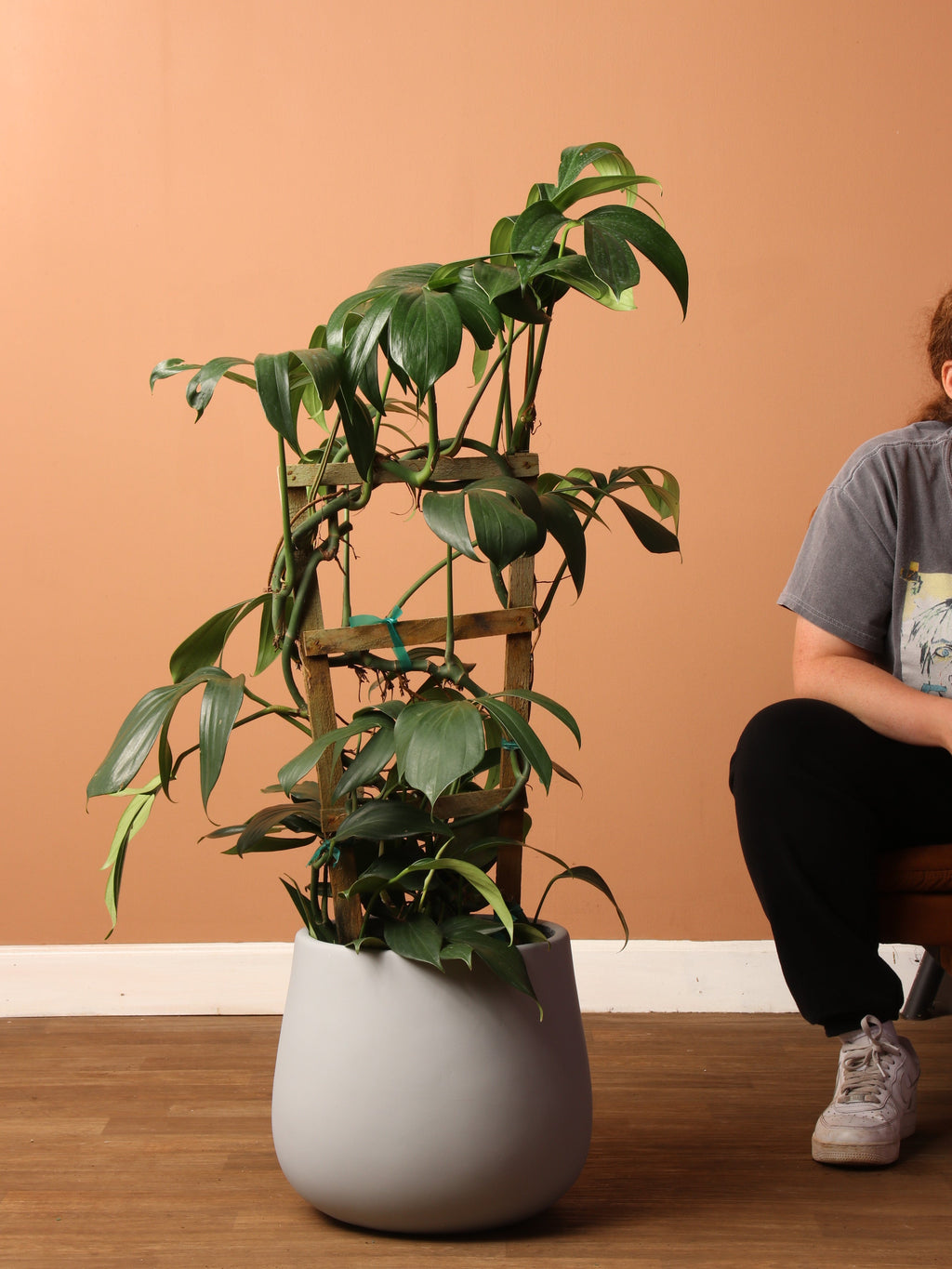 Large Philodendron Dragon Tail Pole