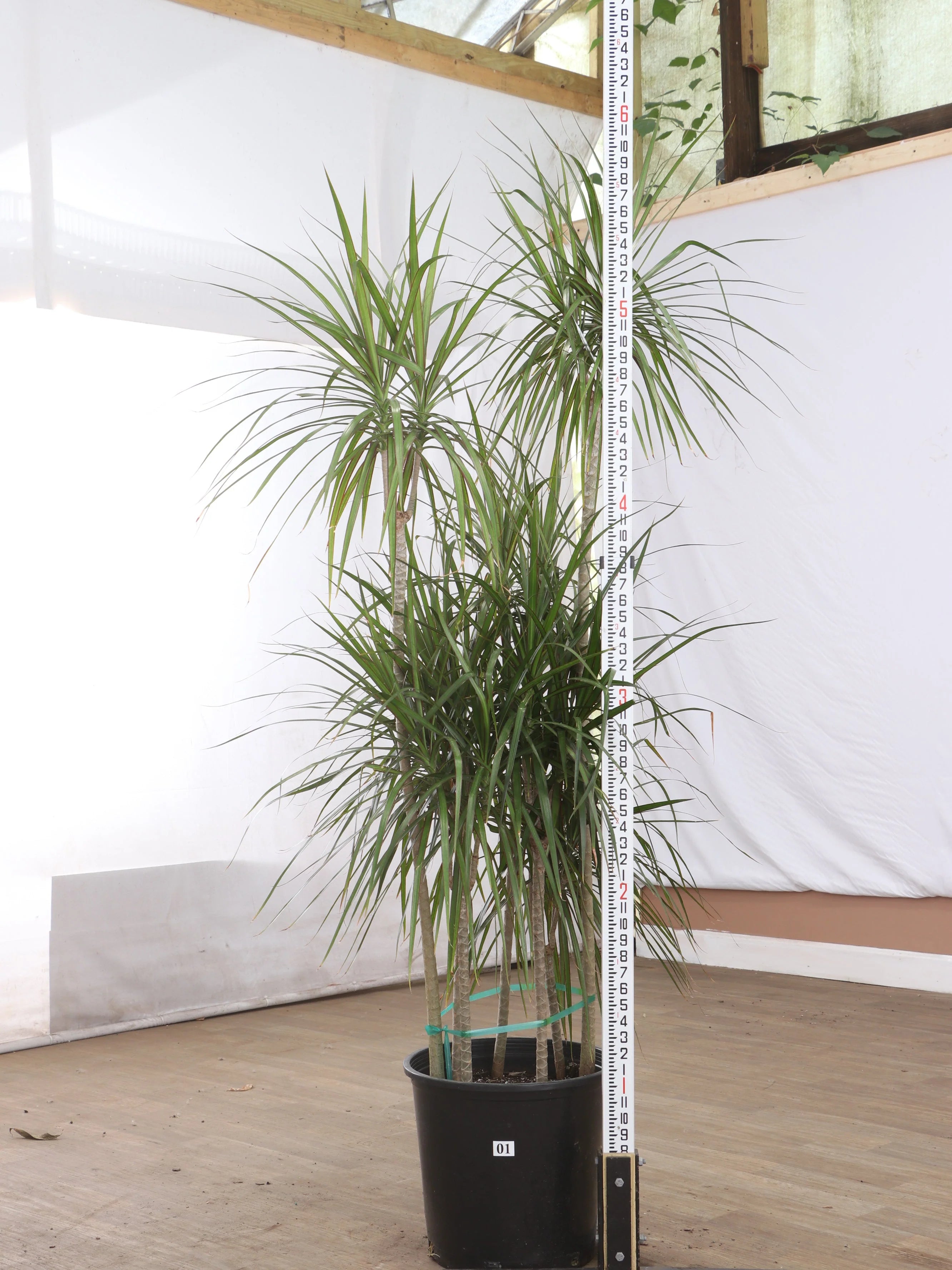 Full Size Dracaena 'Marginata'