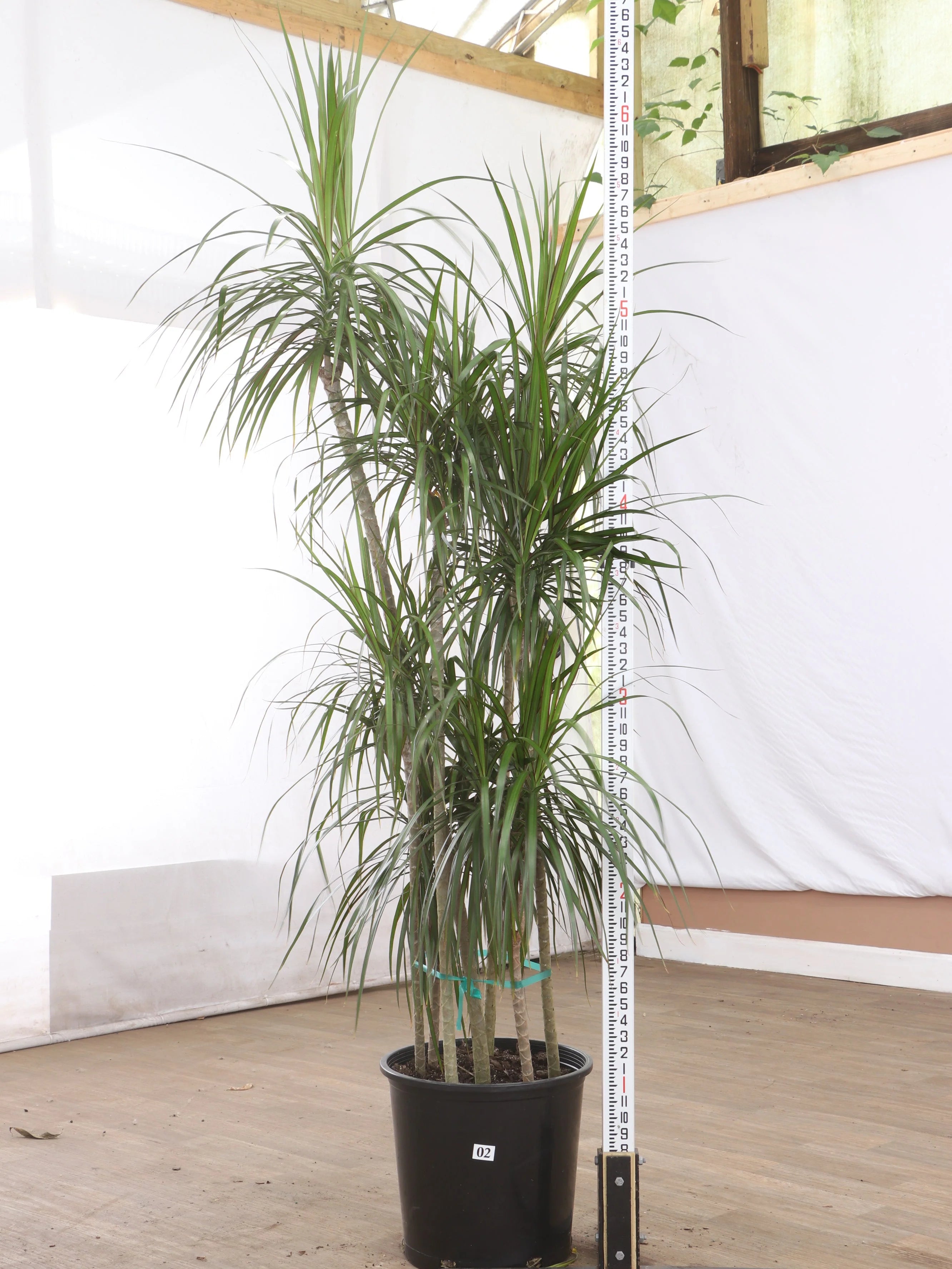 Full Size Dracaena 'Marginata'