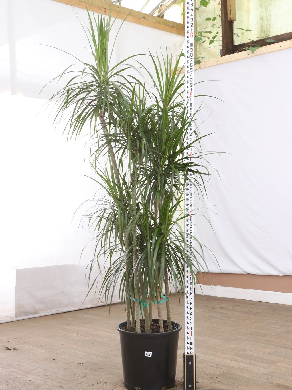 Full Size Dracaena 'Marginata'