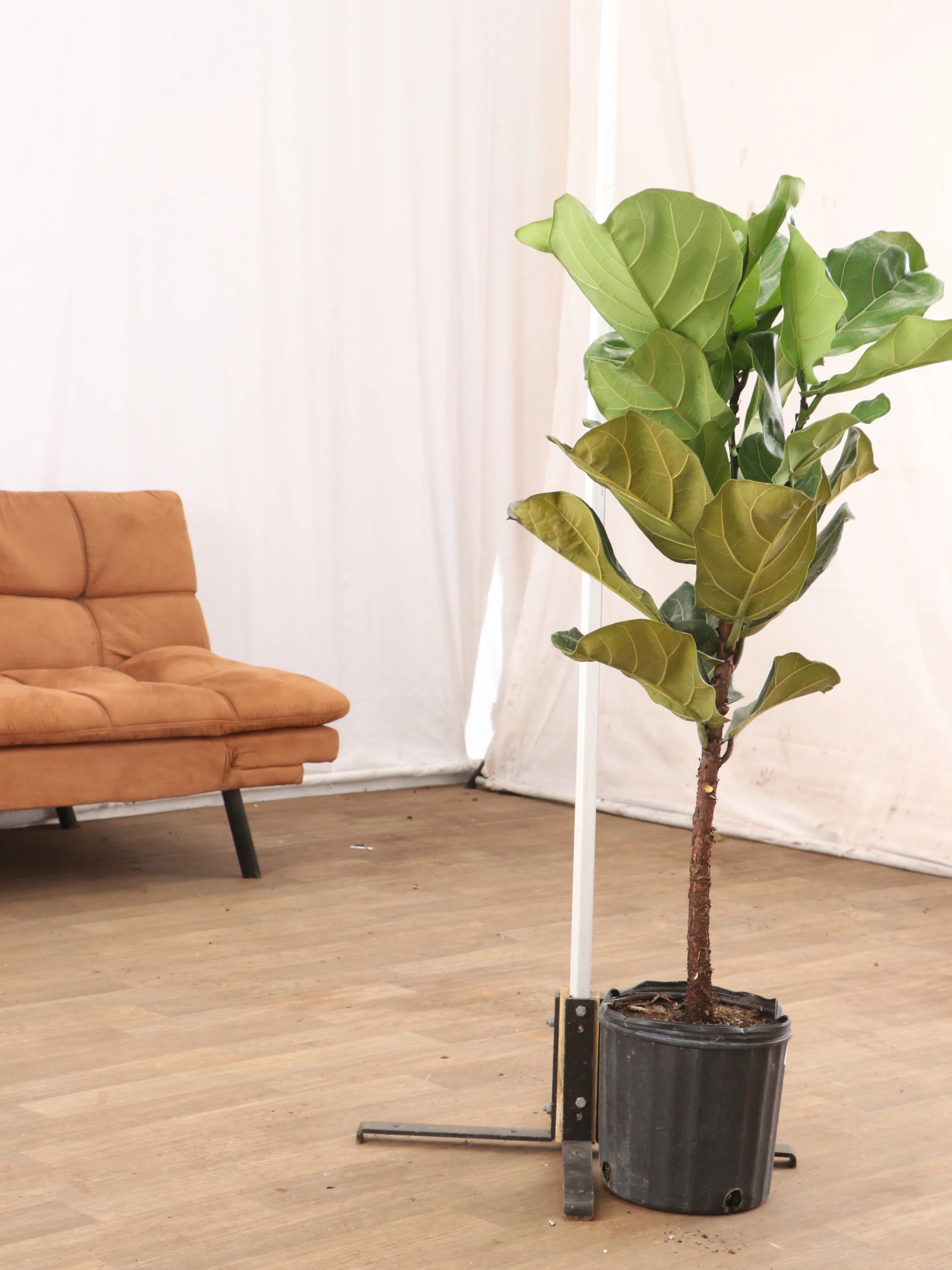 Extra Large Fiddle Leaf Fig Pole