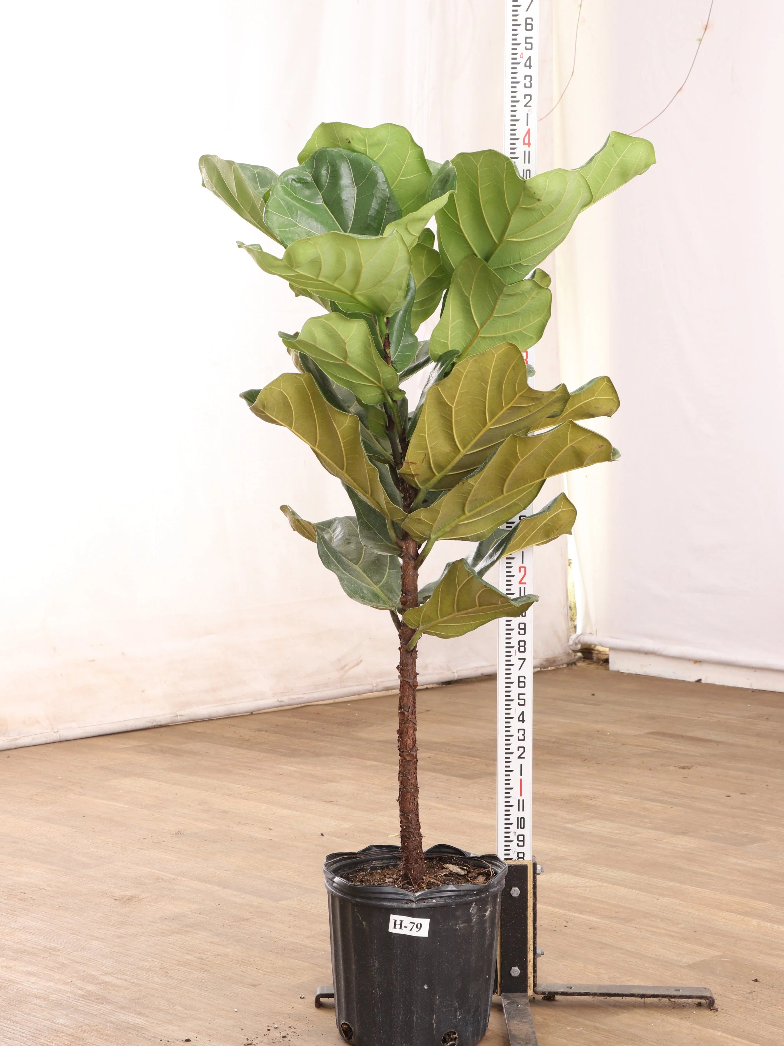 Extra Large Fiddle Leaf Fig Pole