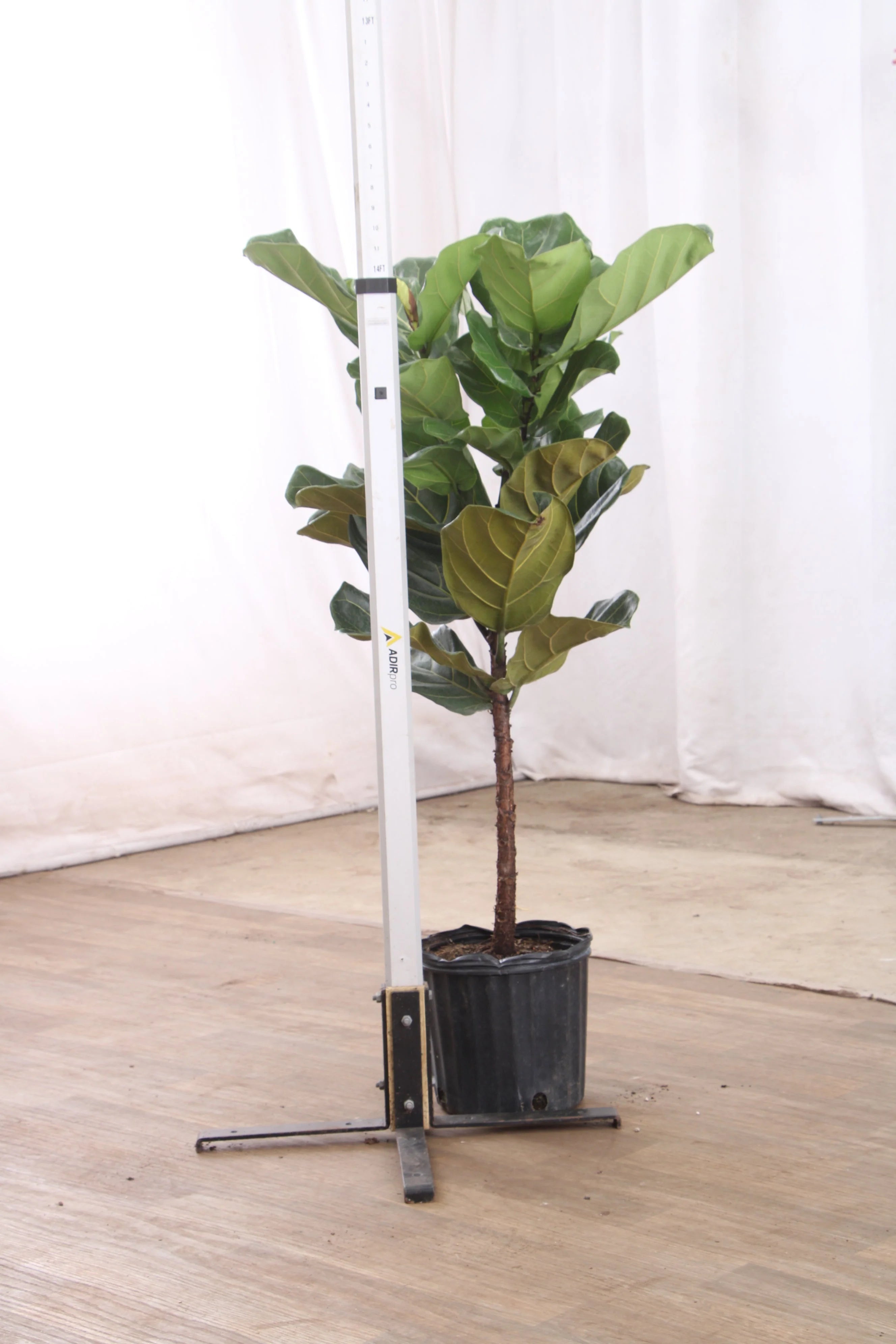 Extra Large Fiddle Leaf Fig Pole