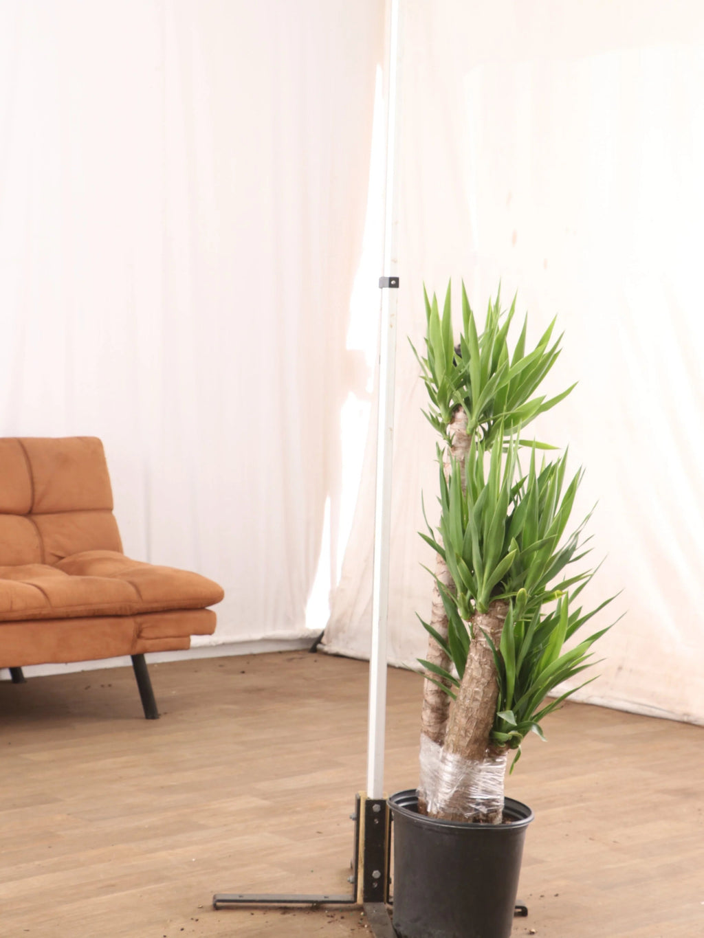 Extra Large Yucca Cane