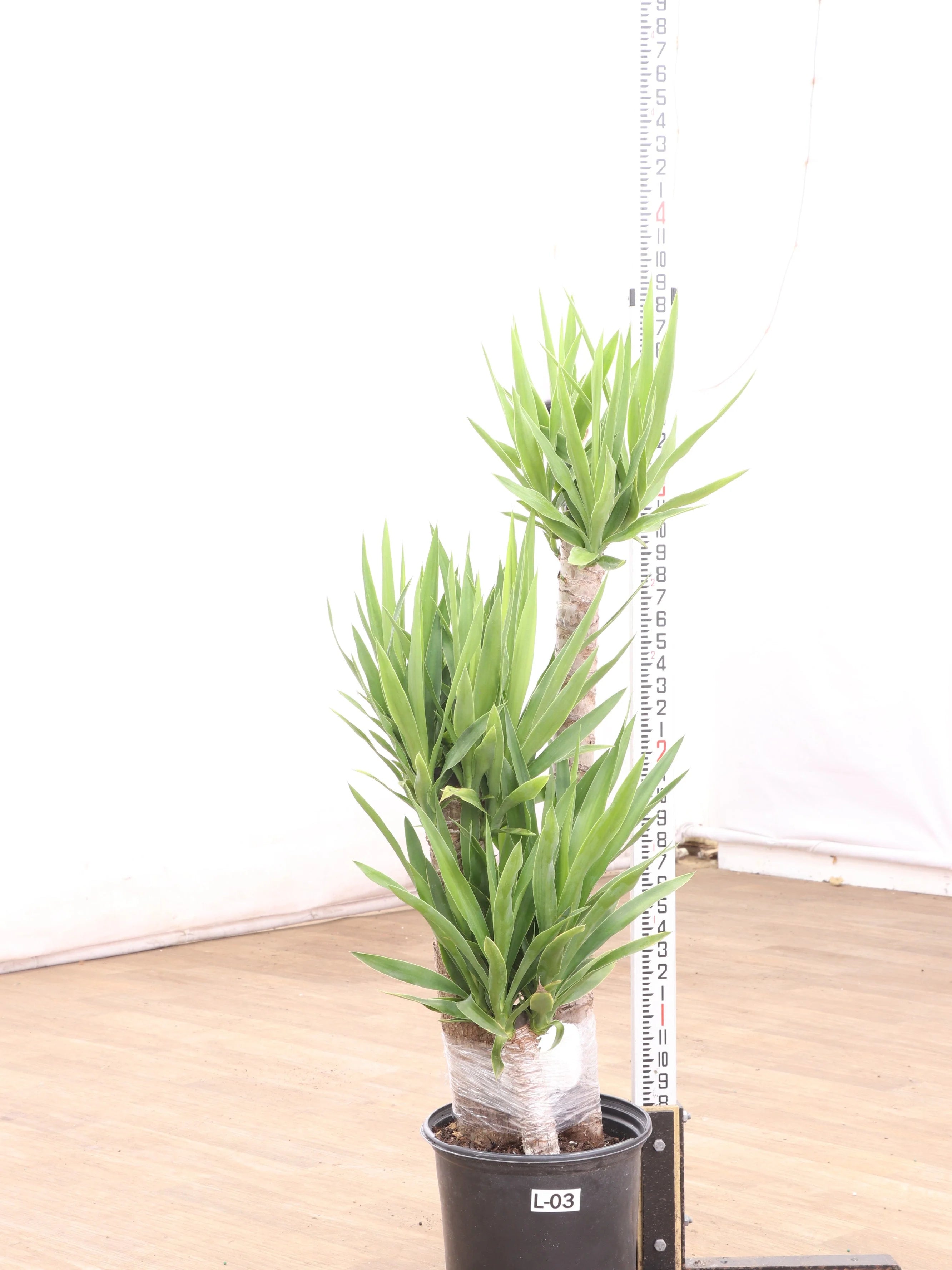 Extra Large Yucca Cane