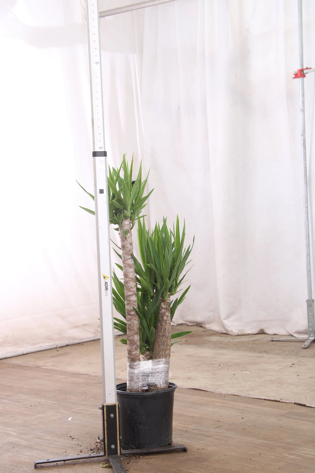 Extra Large Yucca Cane