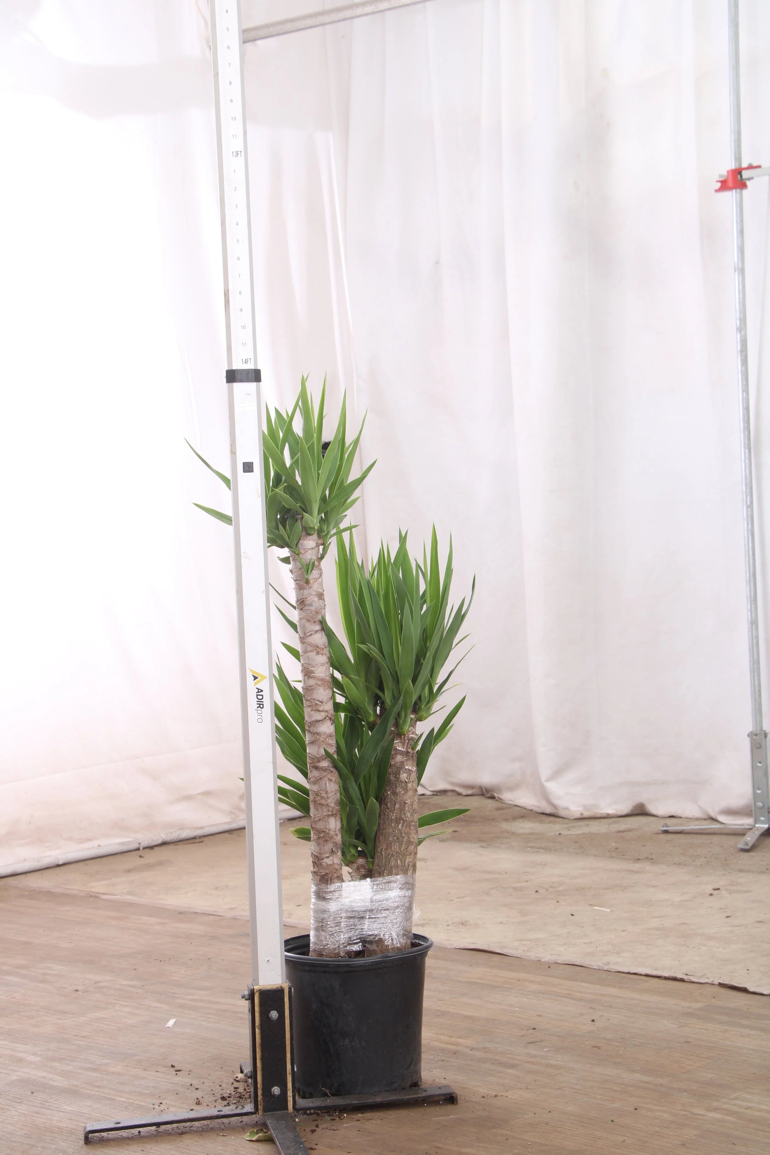 Extra Large Yucca Cane