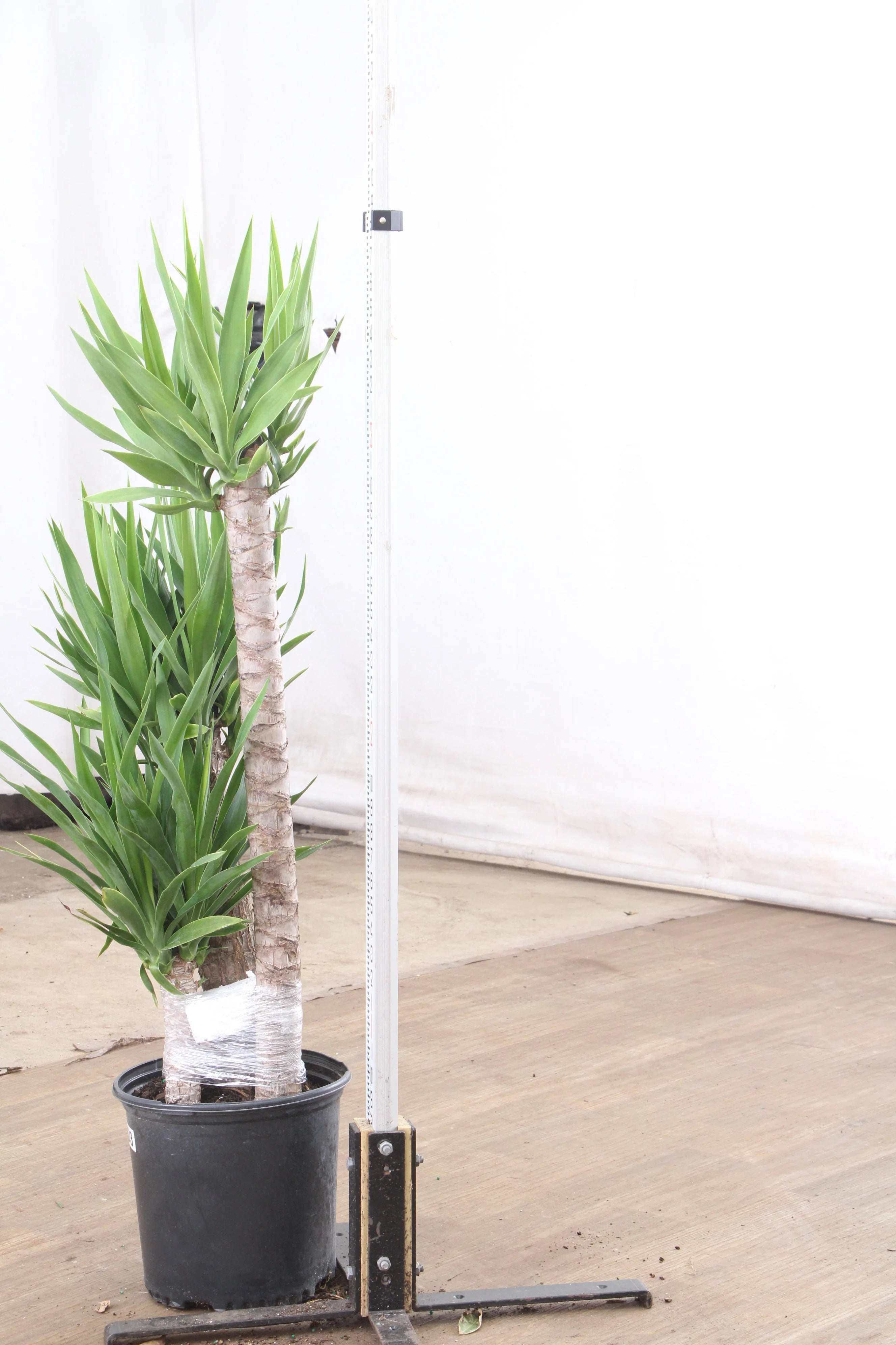 Extra Large Yucca Cane