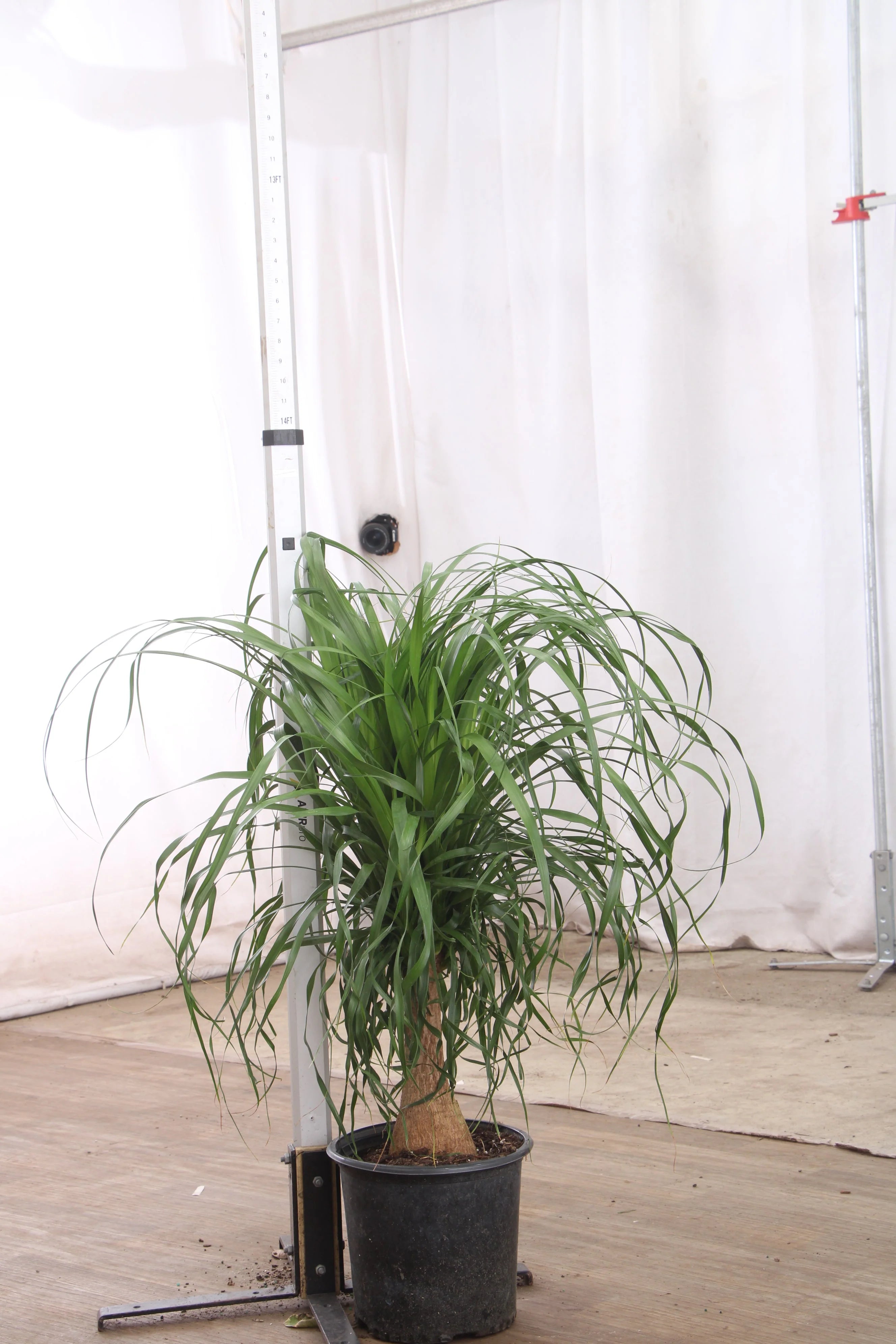 Large Ponytail Palm