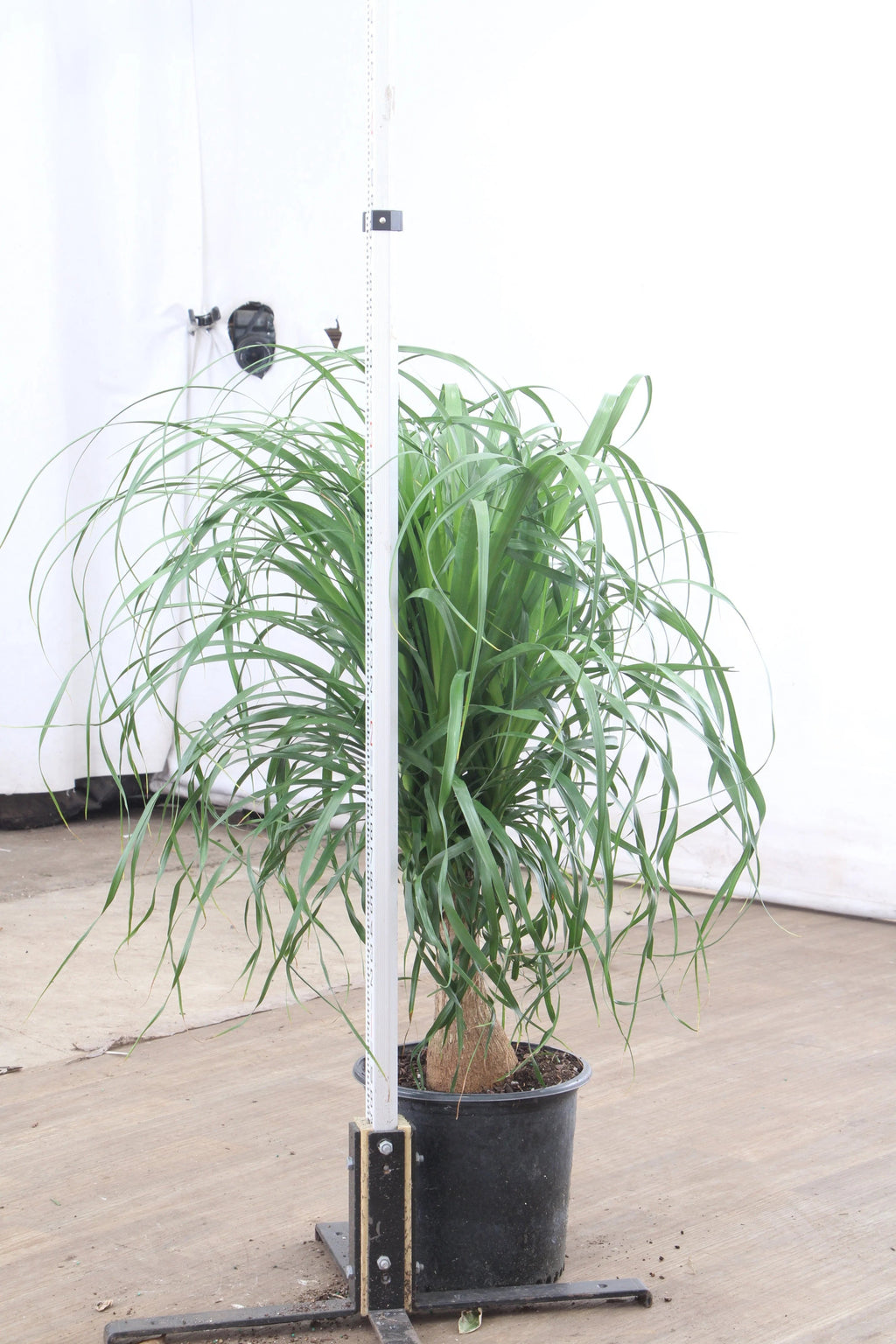 Large Ponytail Palm