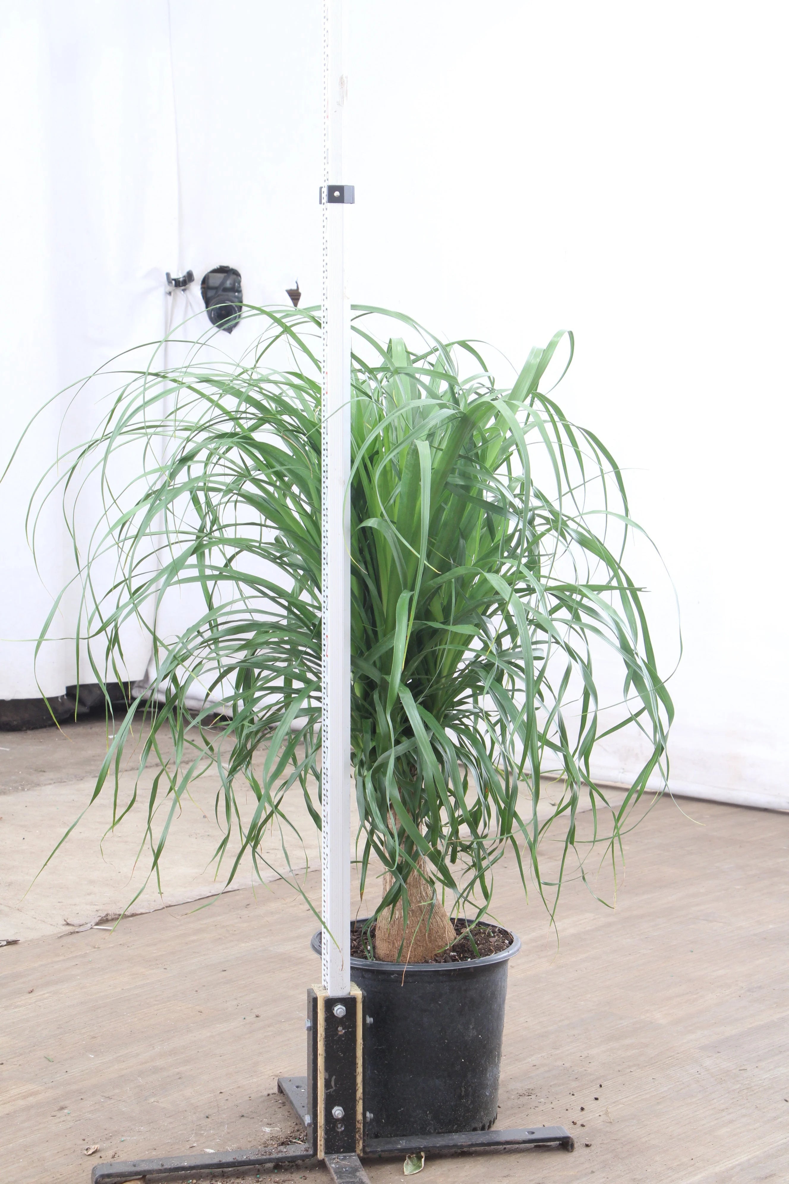 Large Ponytail Palm