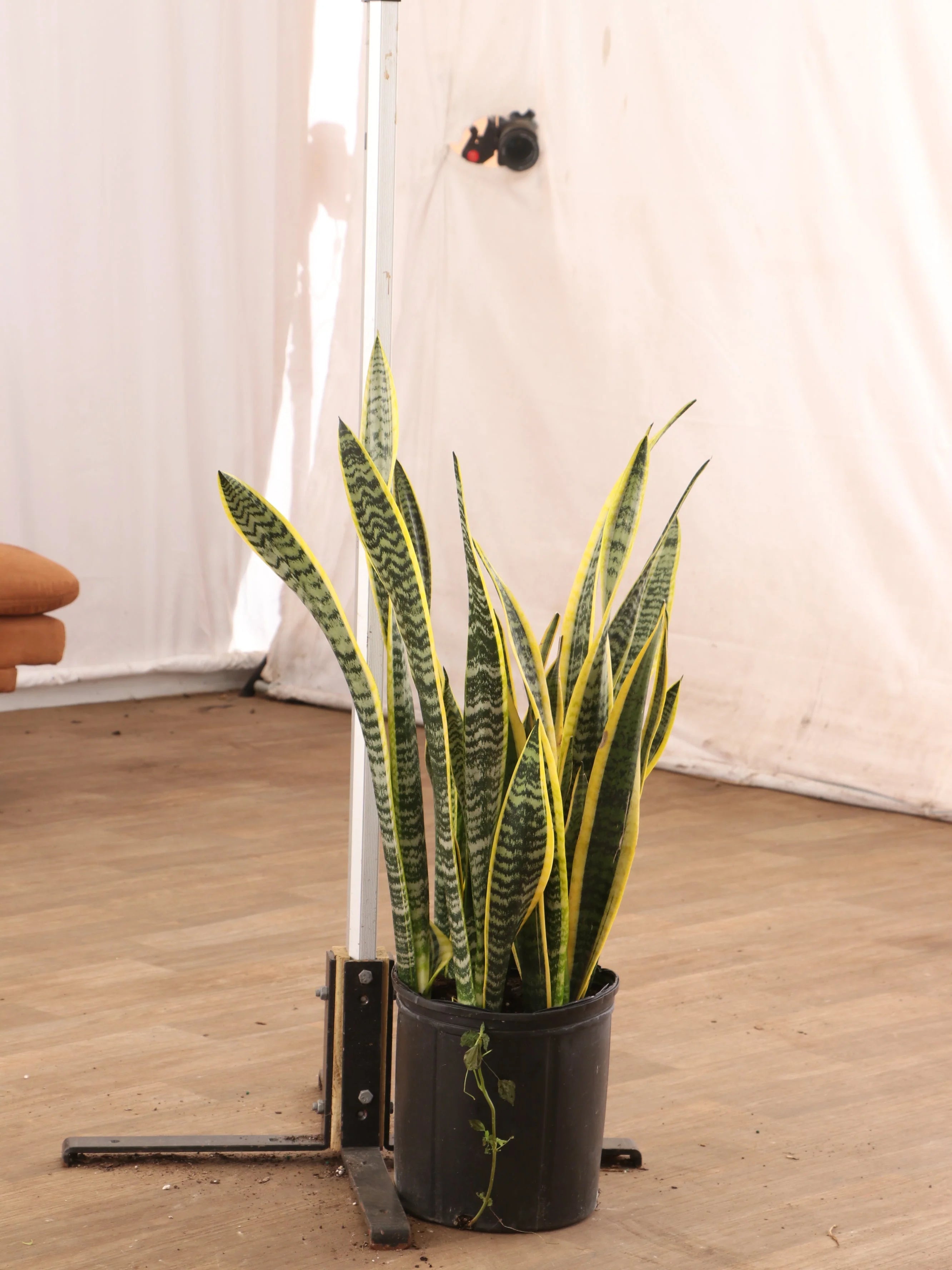 Large Snake Plant (trifasciata)