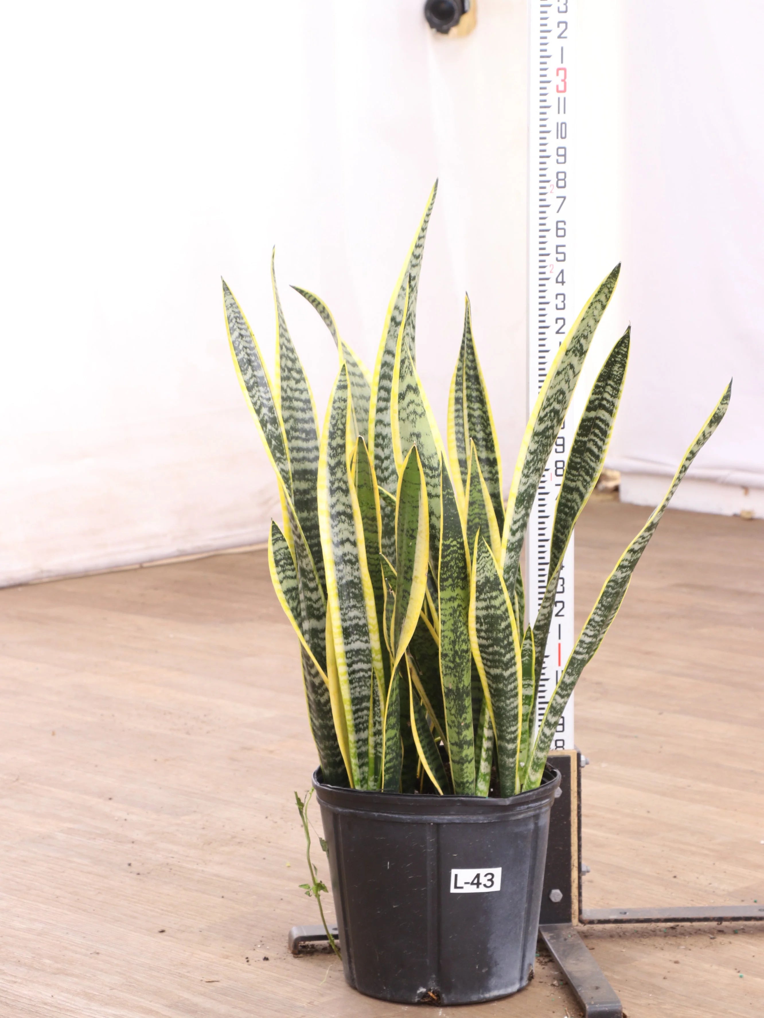 Large Snake Plant (trifasciata)