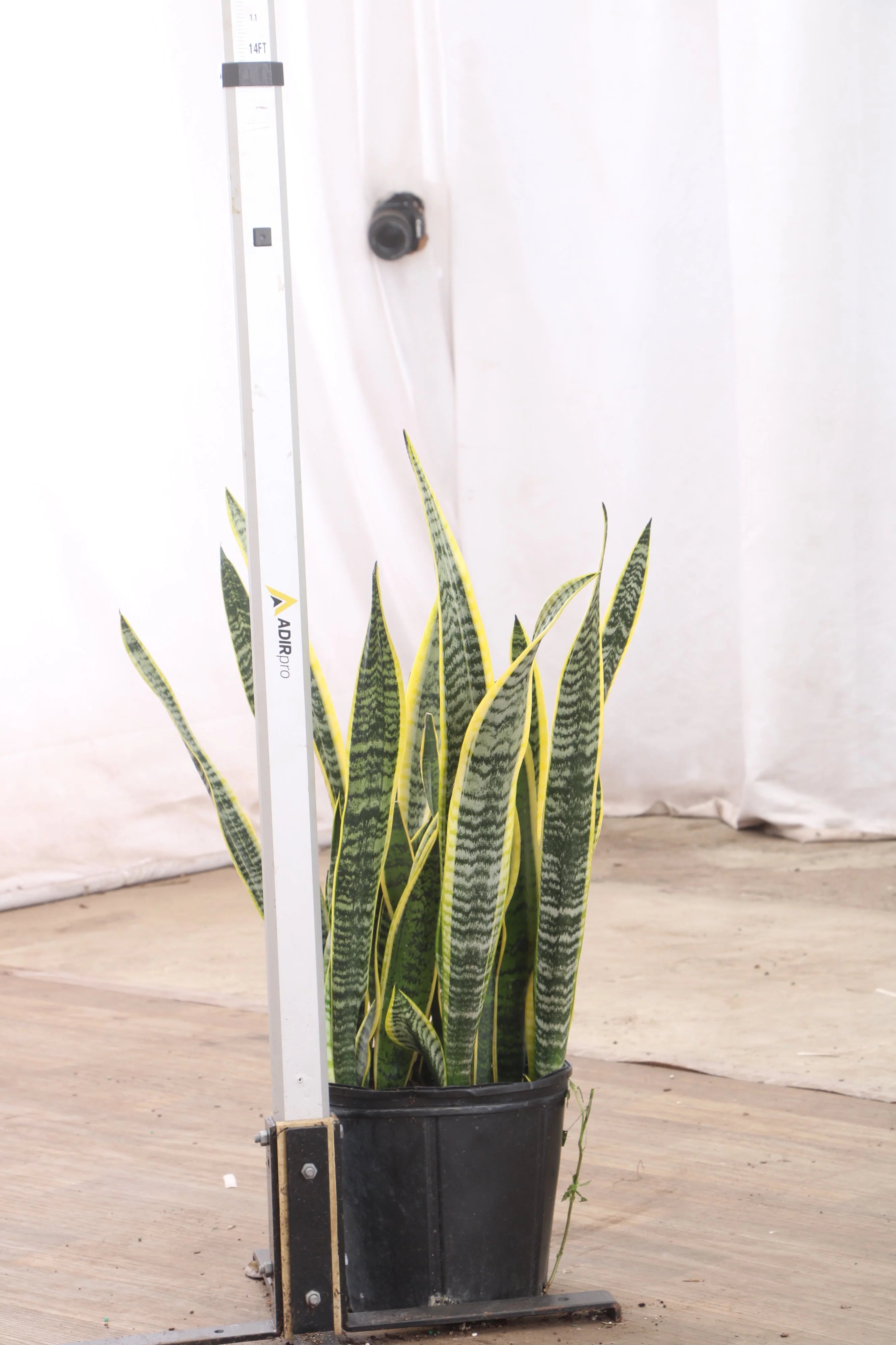 Large Snake Plant (trifasciata)