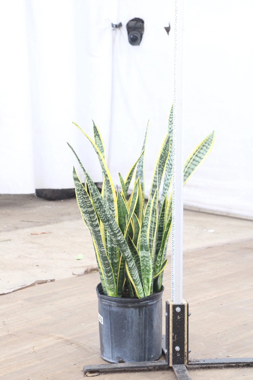 Large Snake Plant (trifasciata)