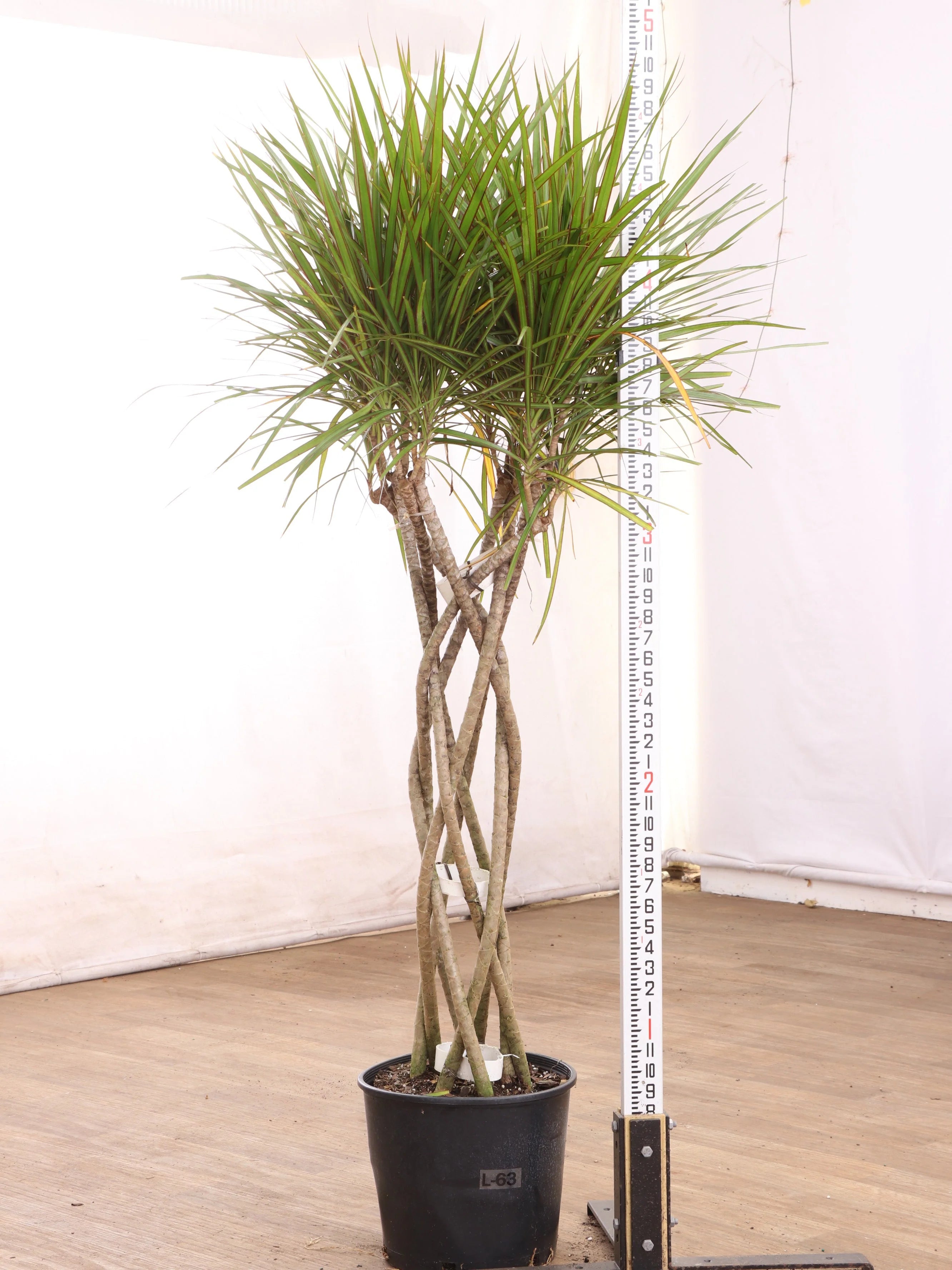 Large Dracaena Marginata (Braided)