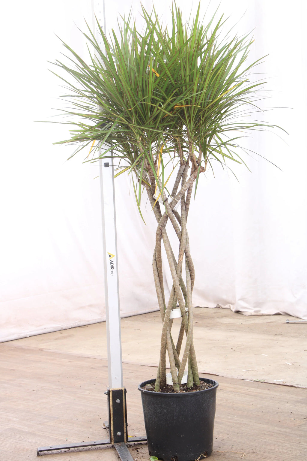 Large Dracaena Marginata (Braided)