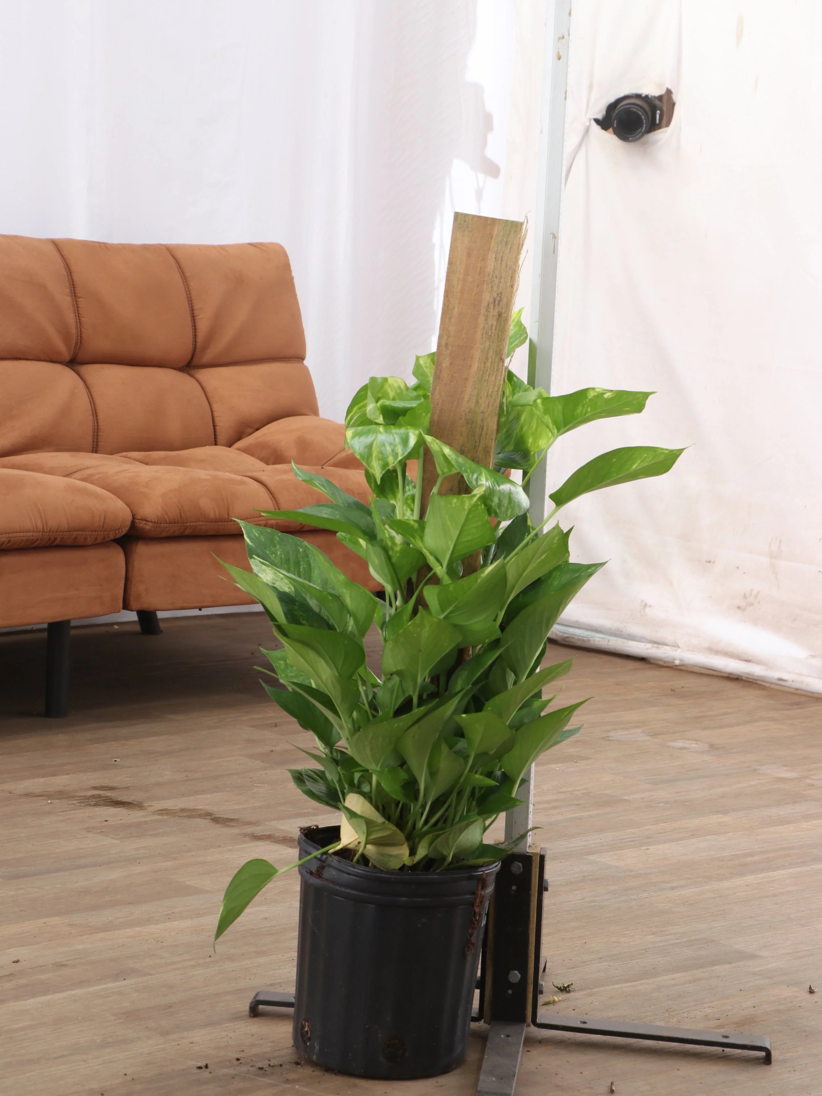 Large Pothos Pole