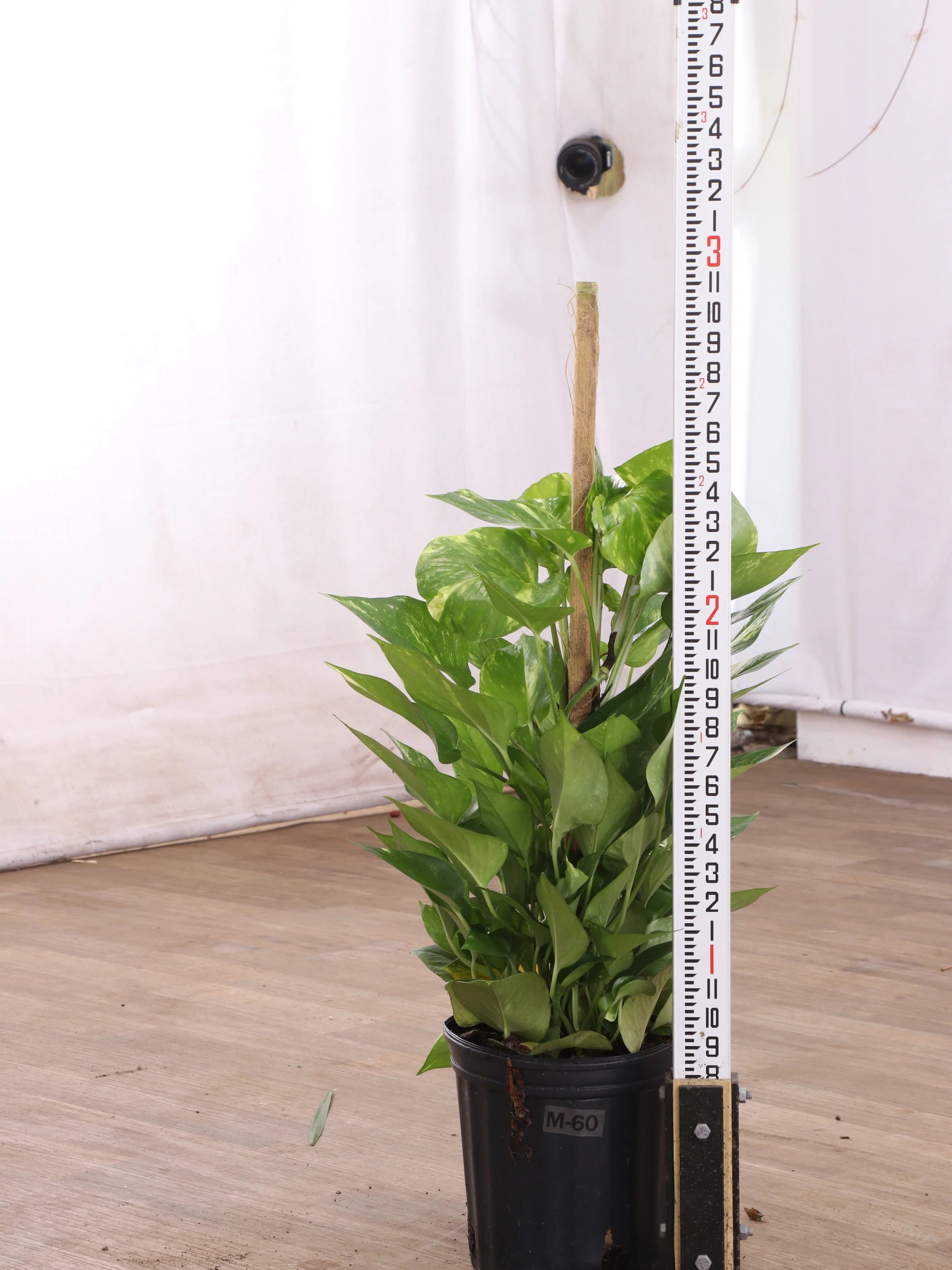 Large Pothos Pole
