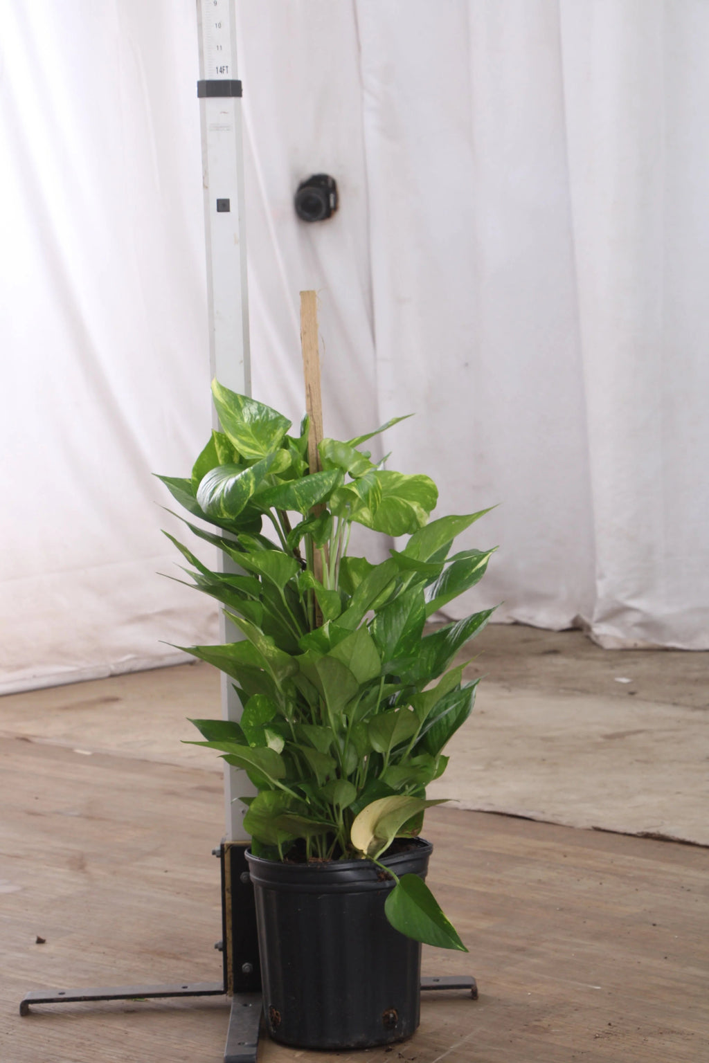Large Pothos Pole