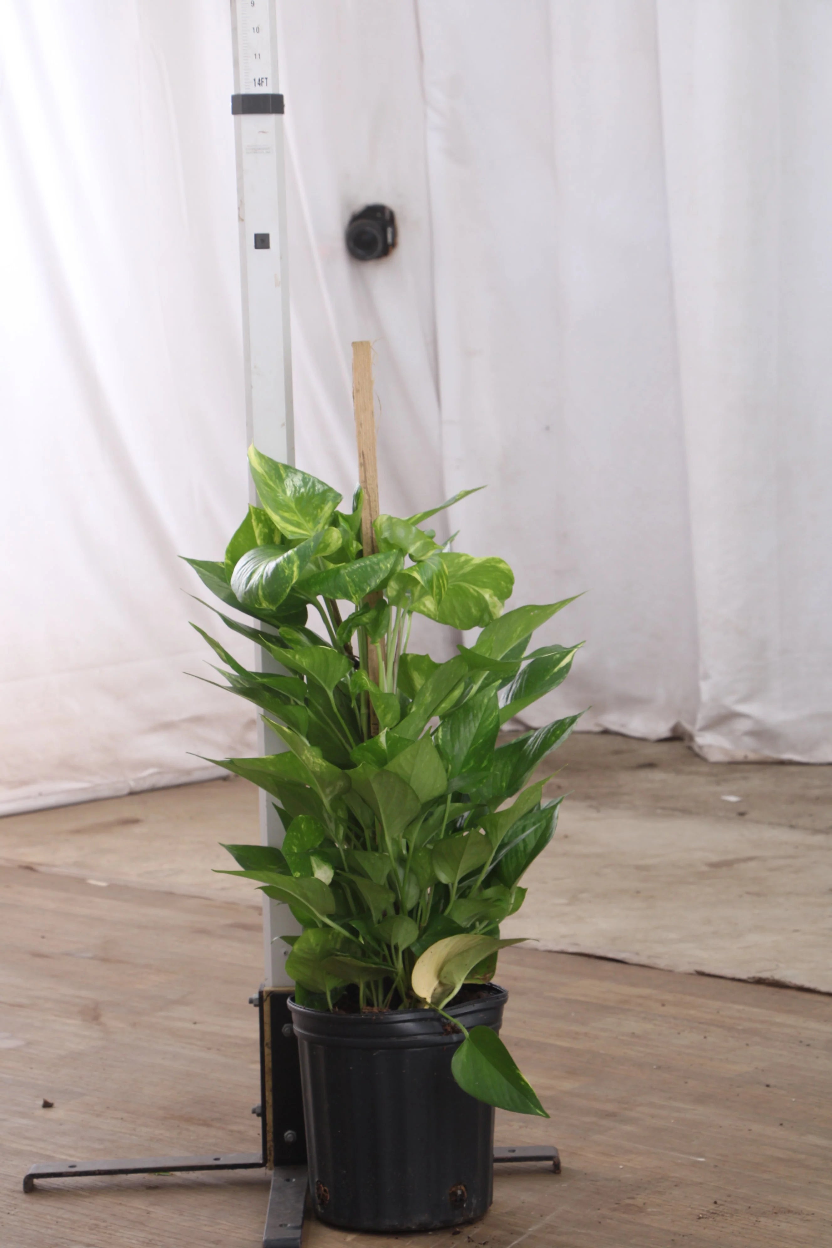 Large Pothos Pole