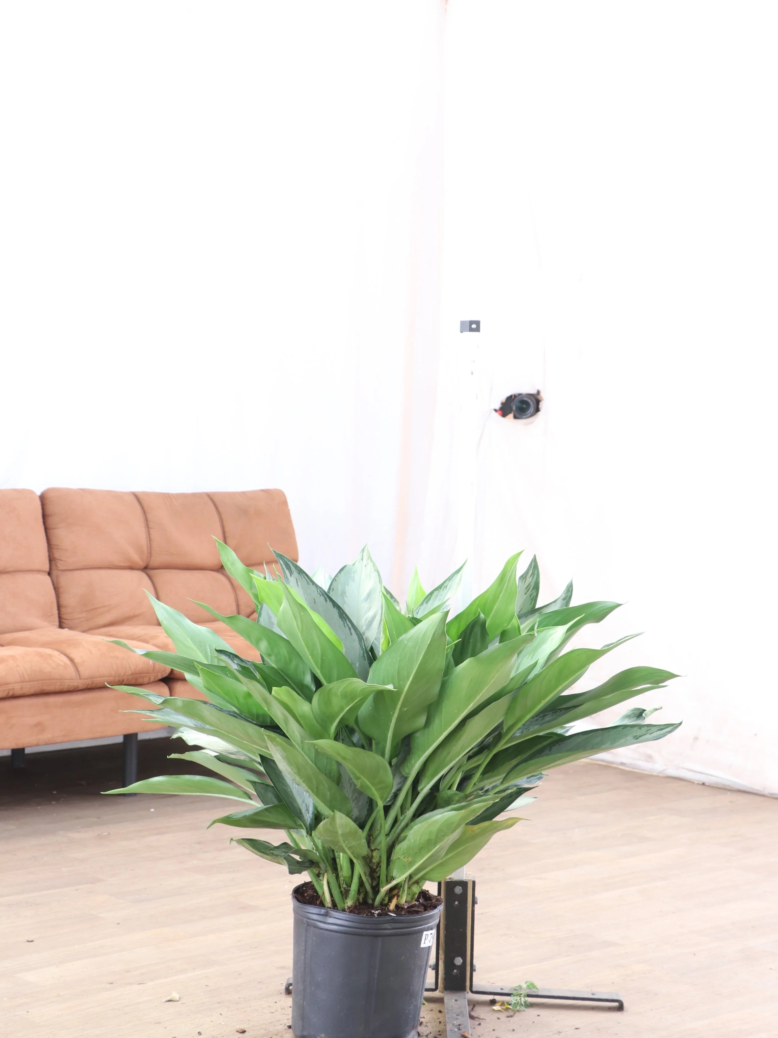 Large Aglaonema 'Silverado