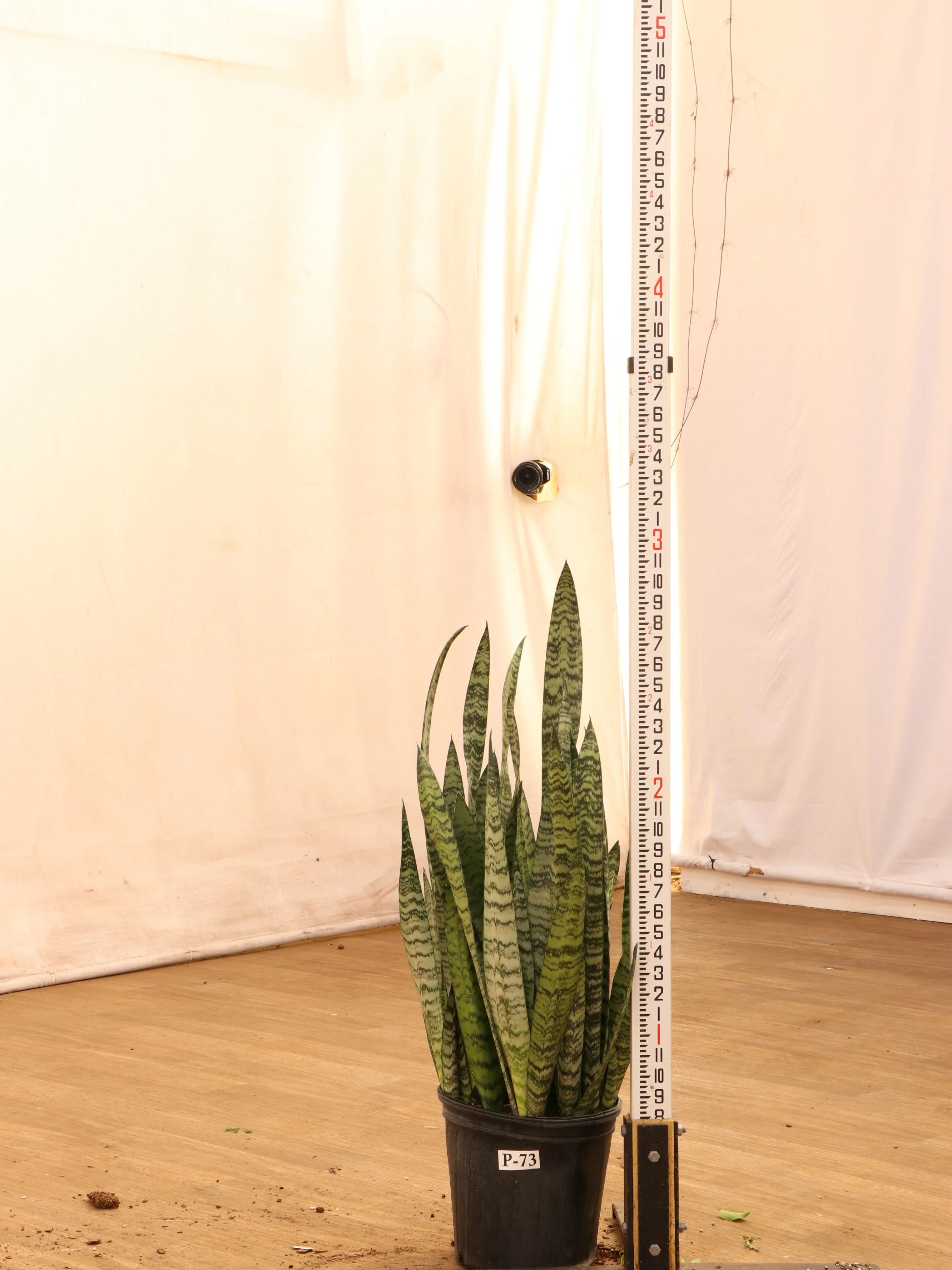 Large Snake Plant (Zeylanica)