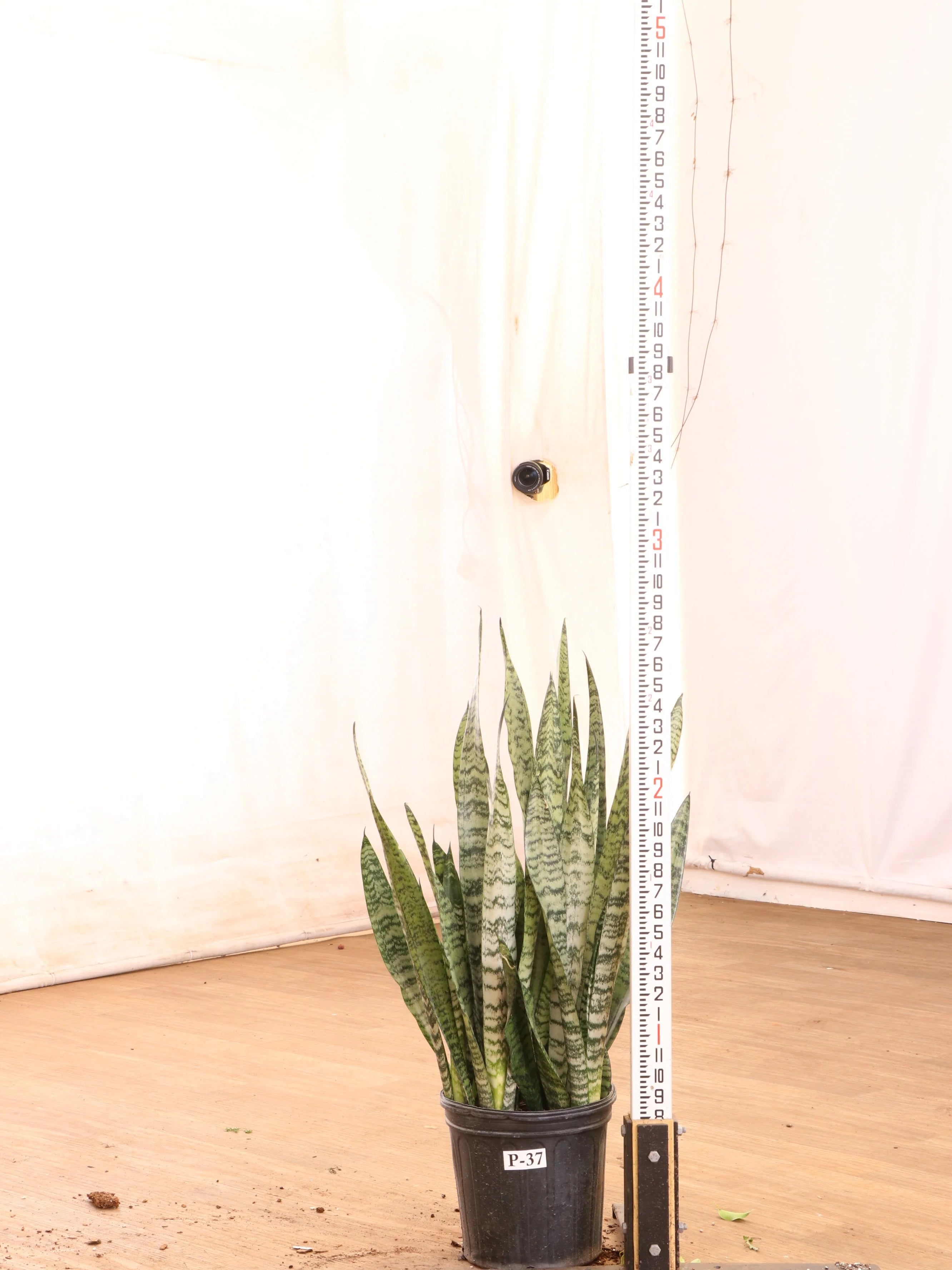 Large Snake Plant (Zeylanica)