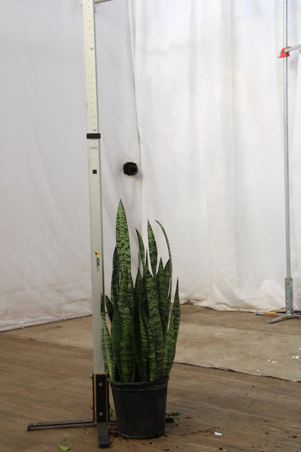 Large Snake Plant (Zeylanica)