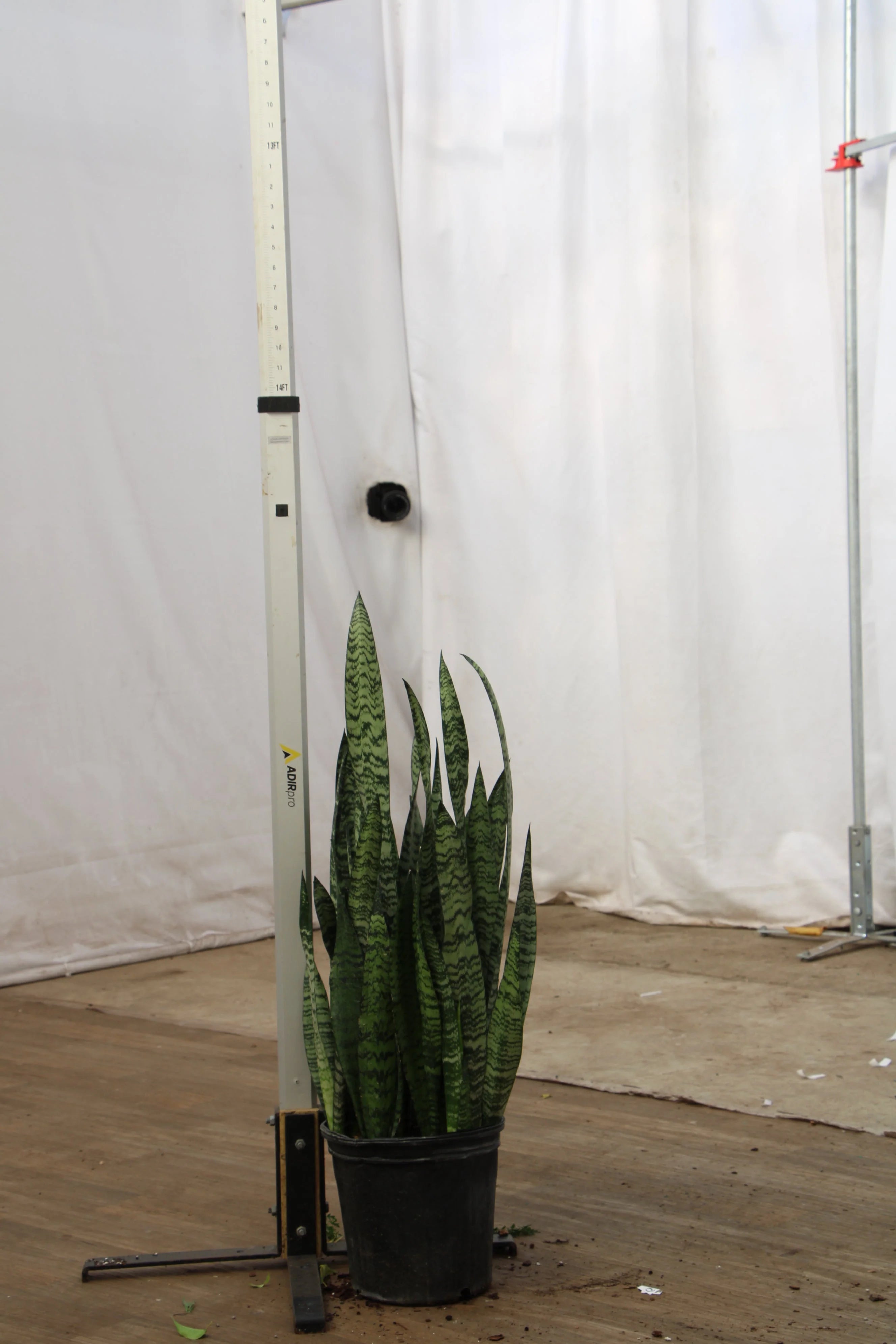 Large Snake Plant (Zeylanica)