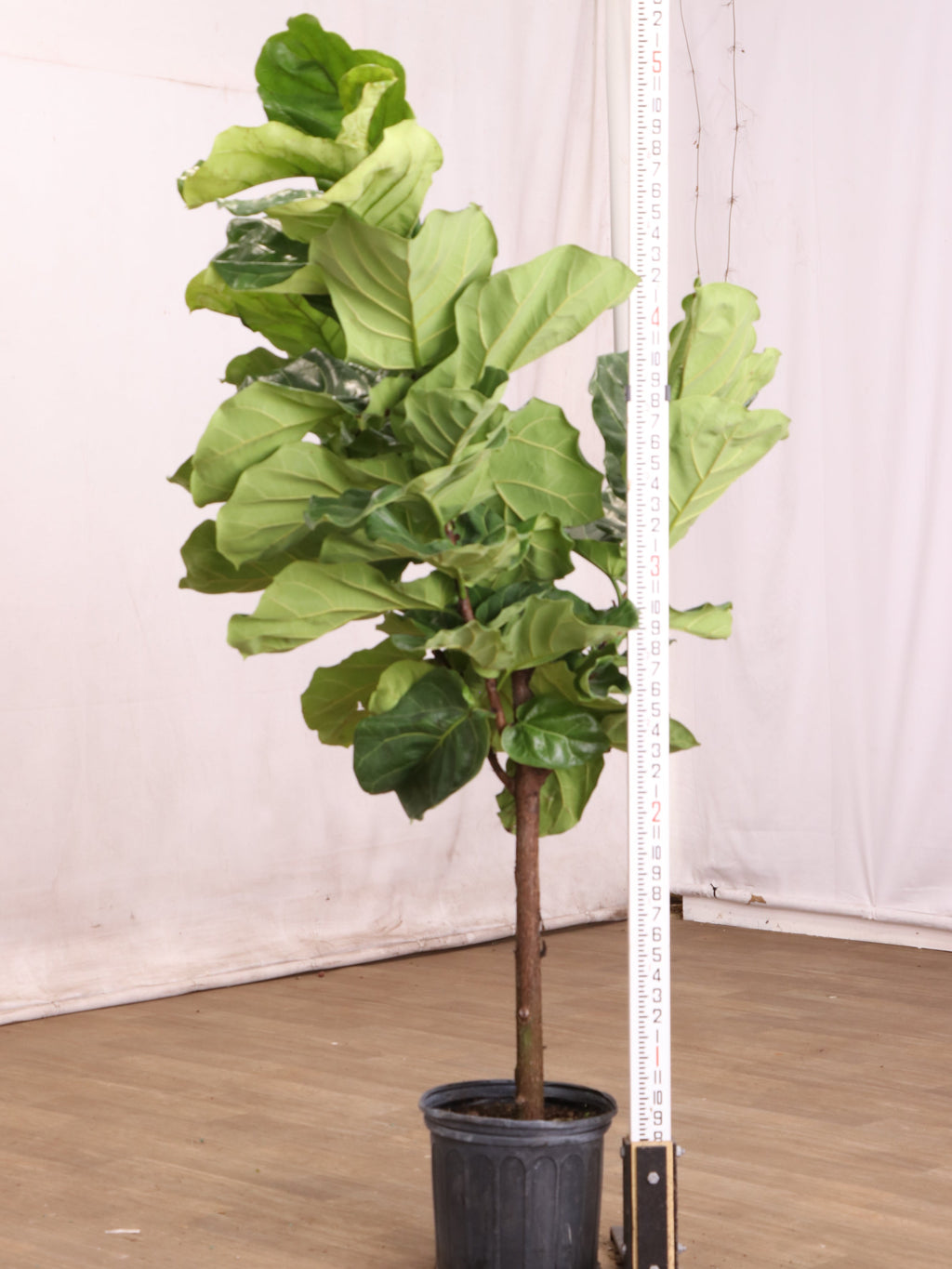 Extra Large Fiddle Leaf Fig