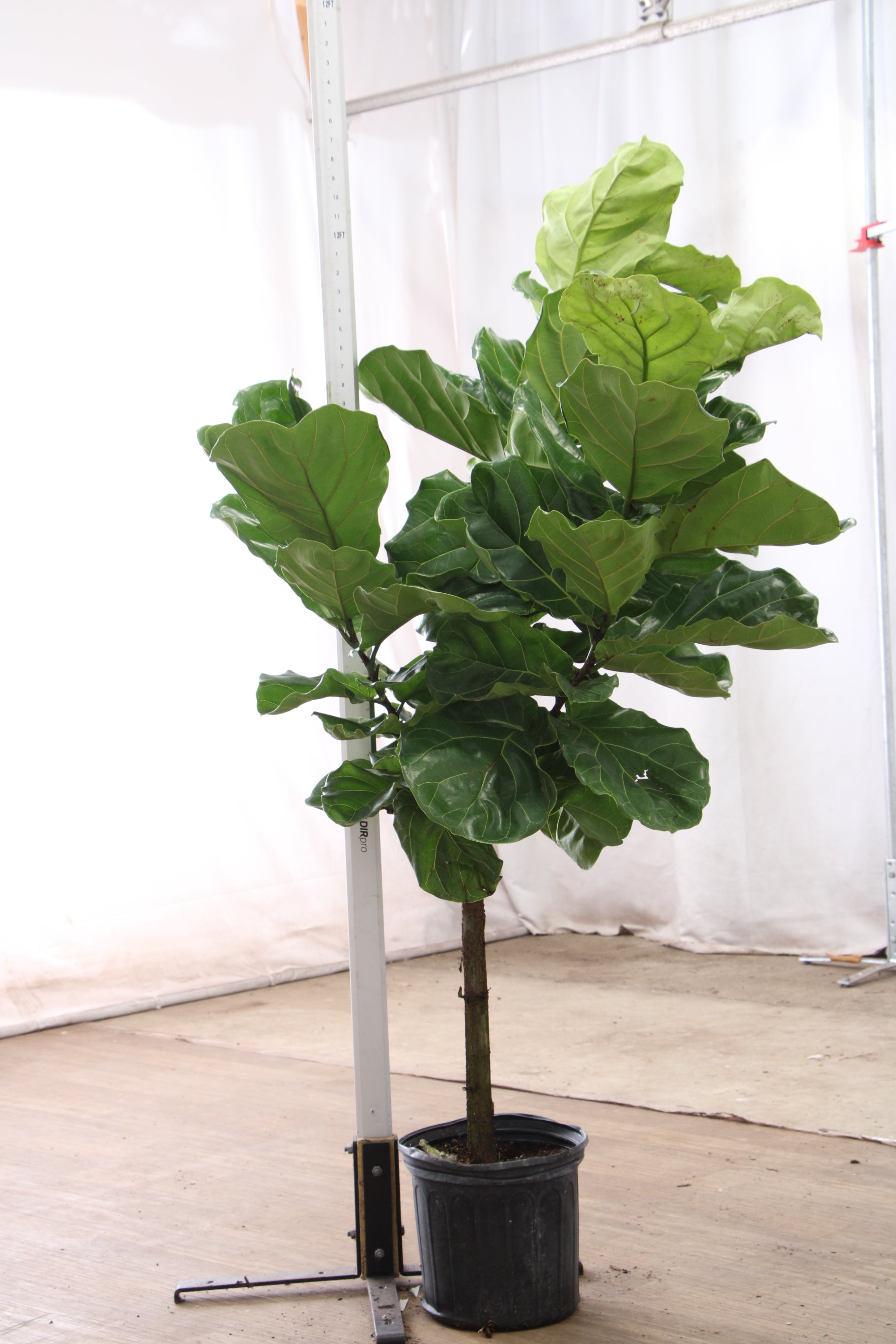 Extra Large Fiddle Leaf Fig
