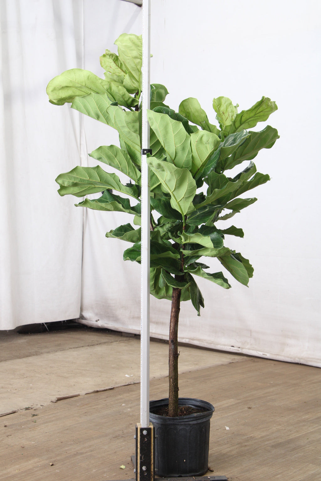 Extra Large Fiddle Leaf Fig